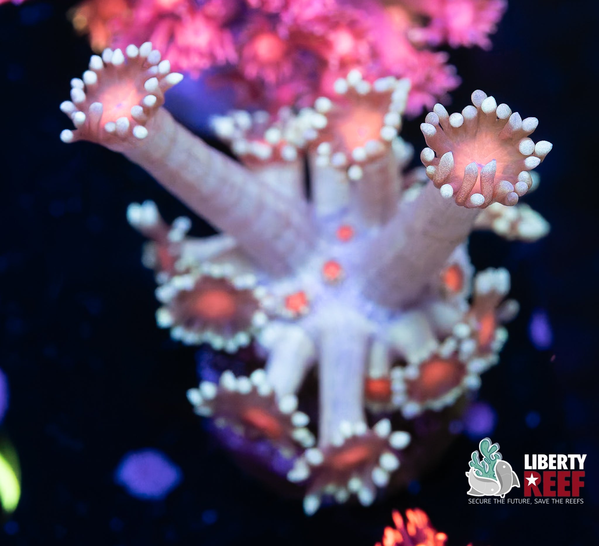 Bubble Gum Goniopora