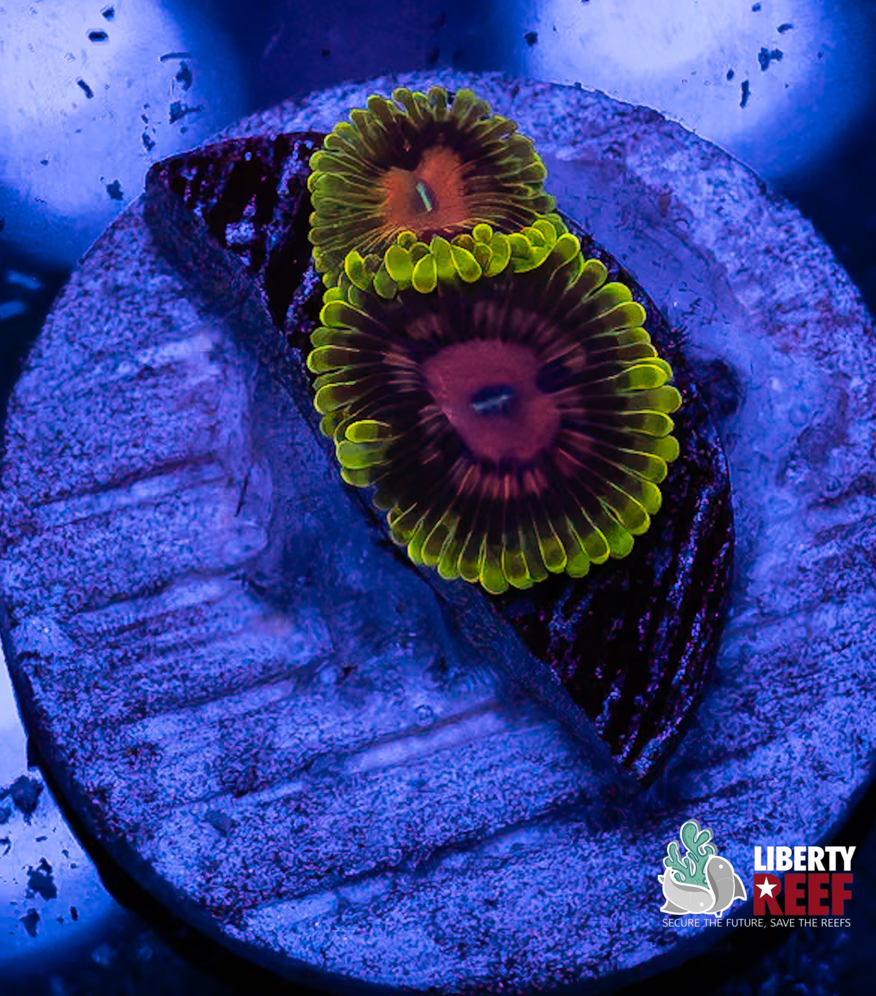 Scarlet Fever Zoas