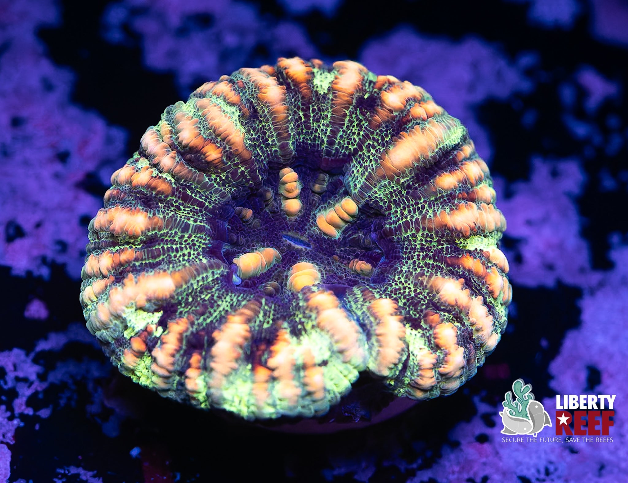 UFO Button Scoly