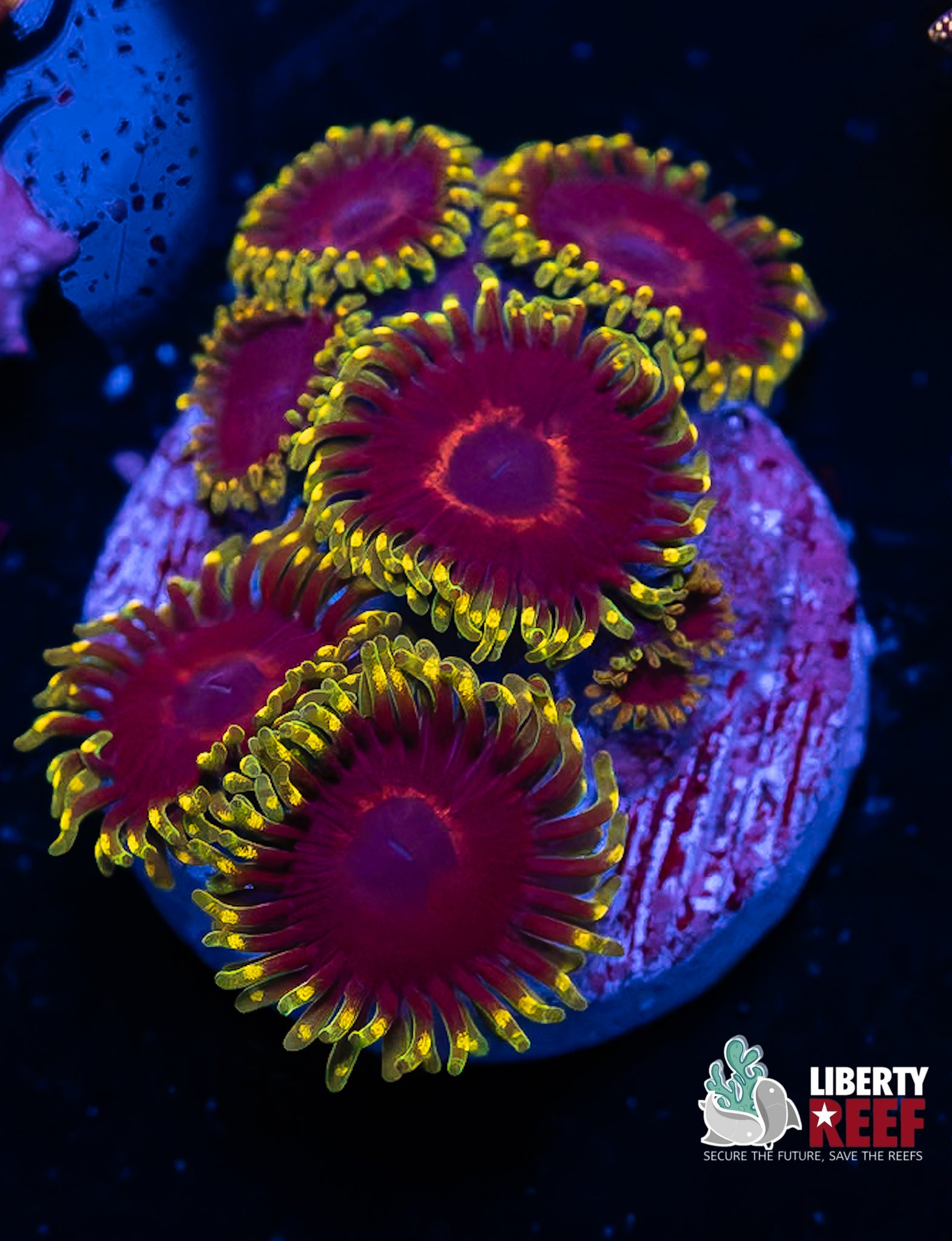 WWC Purple Heart Zoas