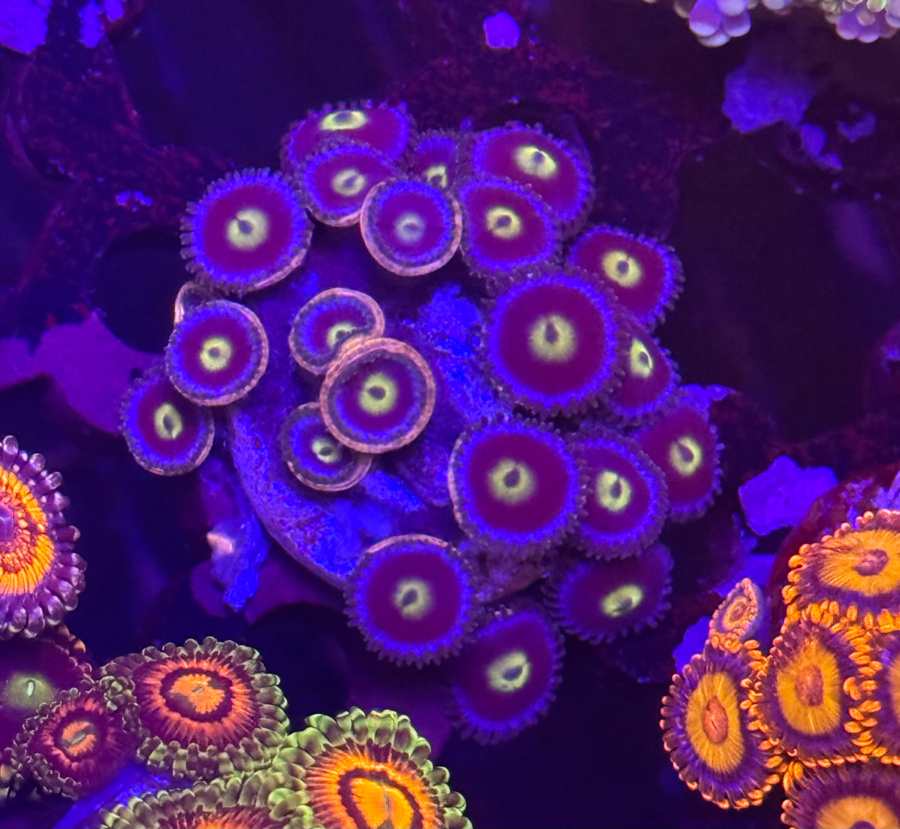 Cookie Monster Zoas