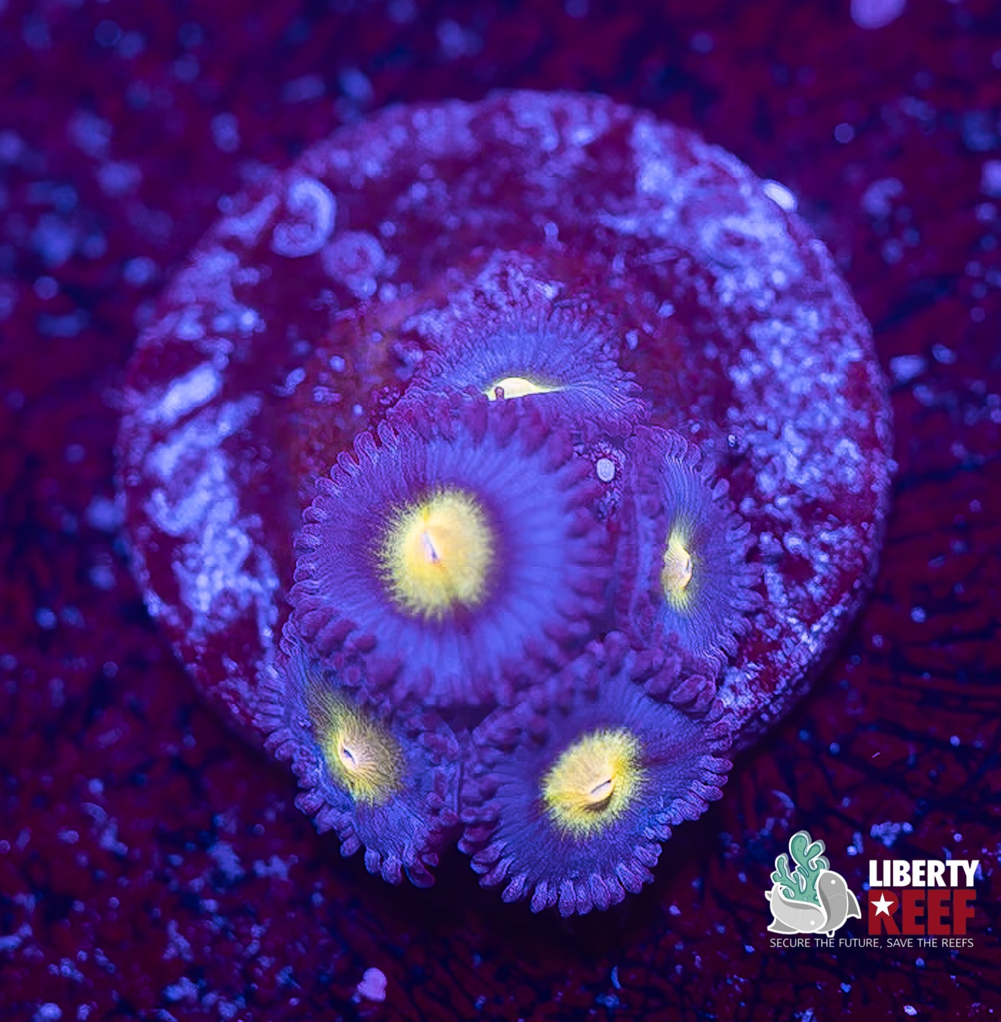 WWC AOI Zoas