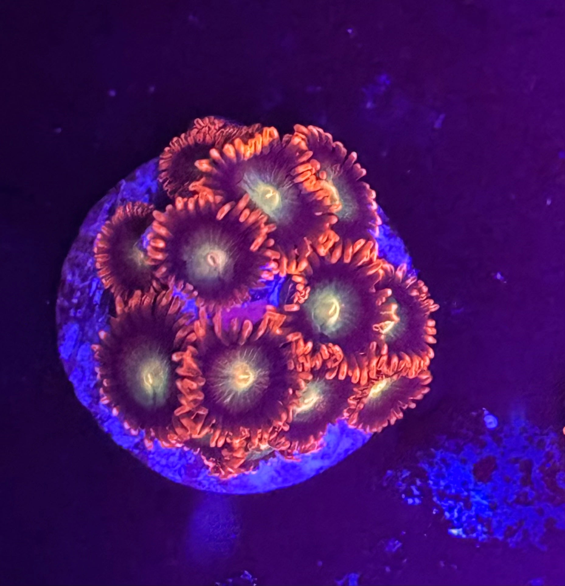 Punk Rocker Zoas