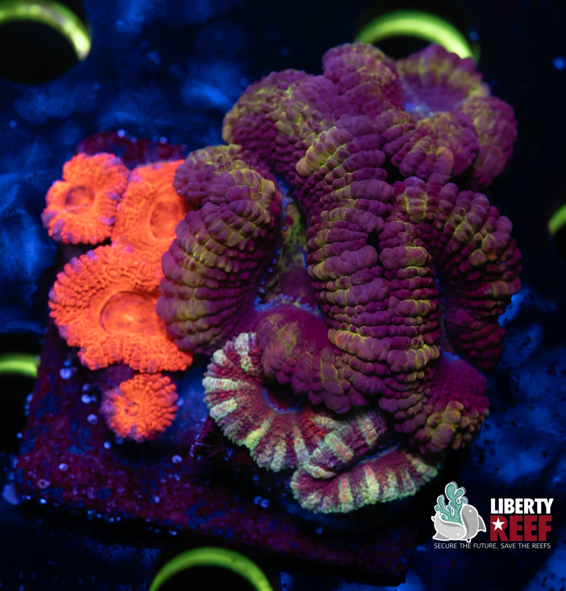 Acan Mini Garden