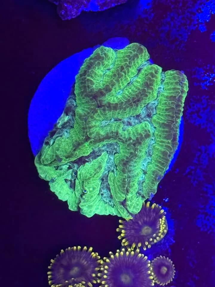 Neon Green Maze Coral