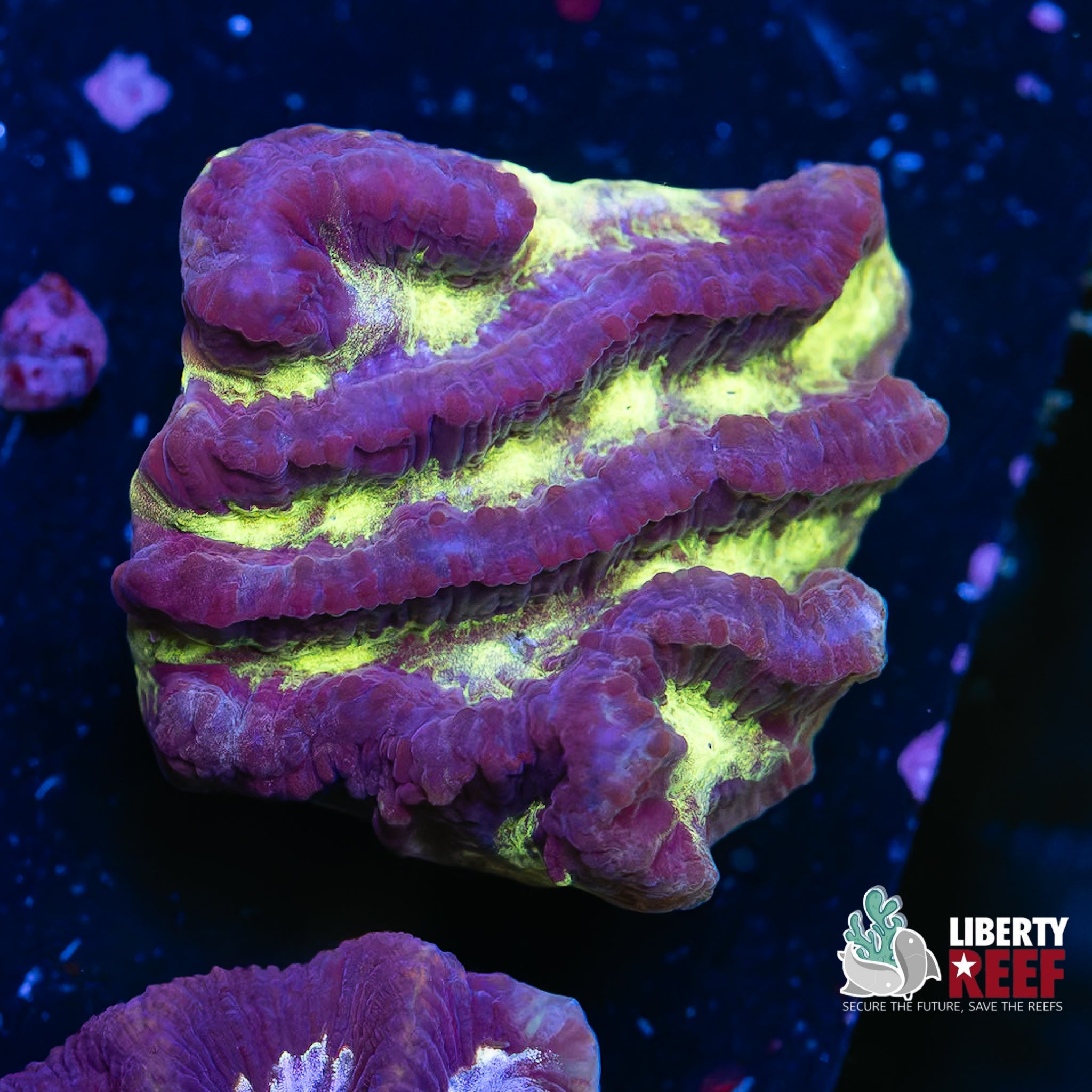 Nuclear Maze Coral