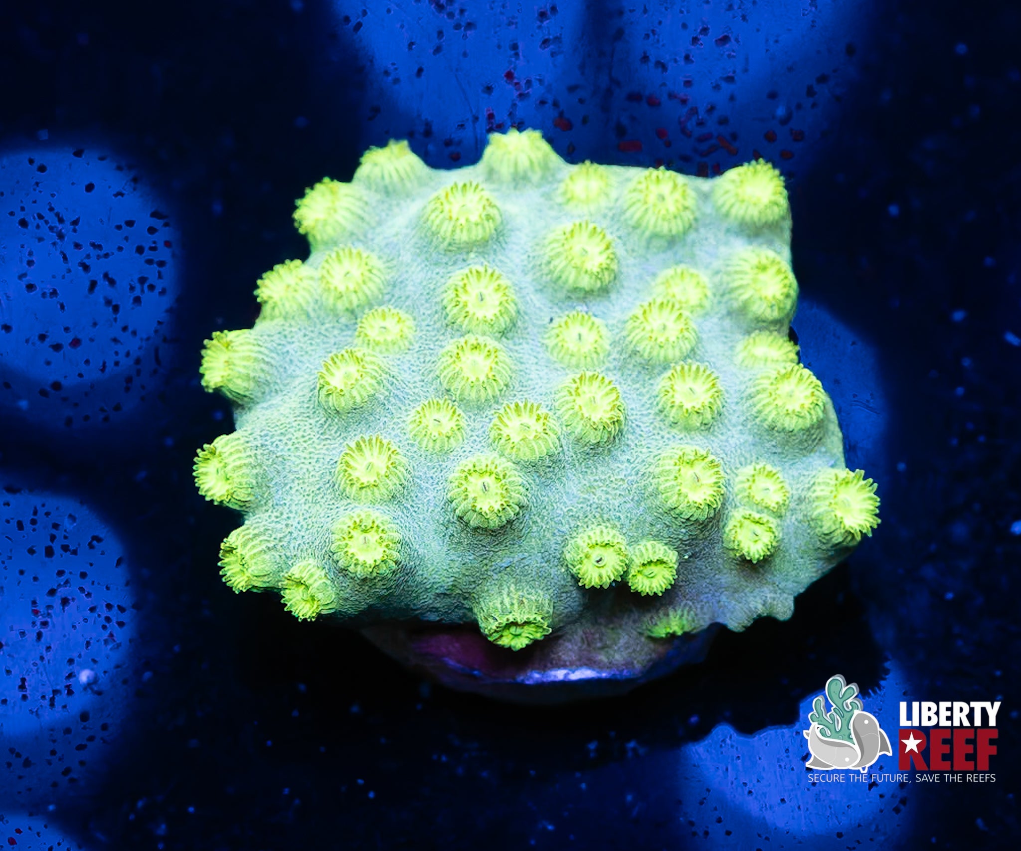 Lemon Spritz Cyphastrea