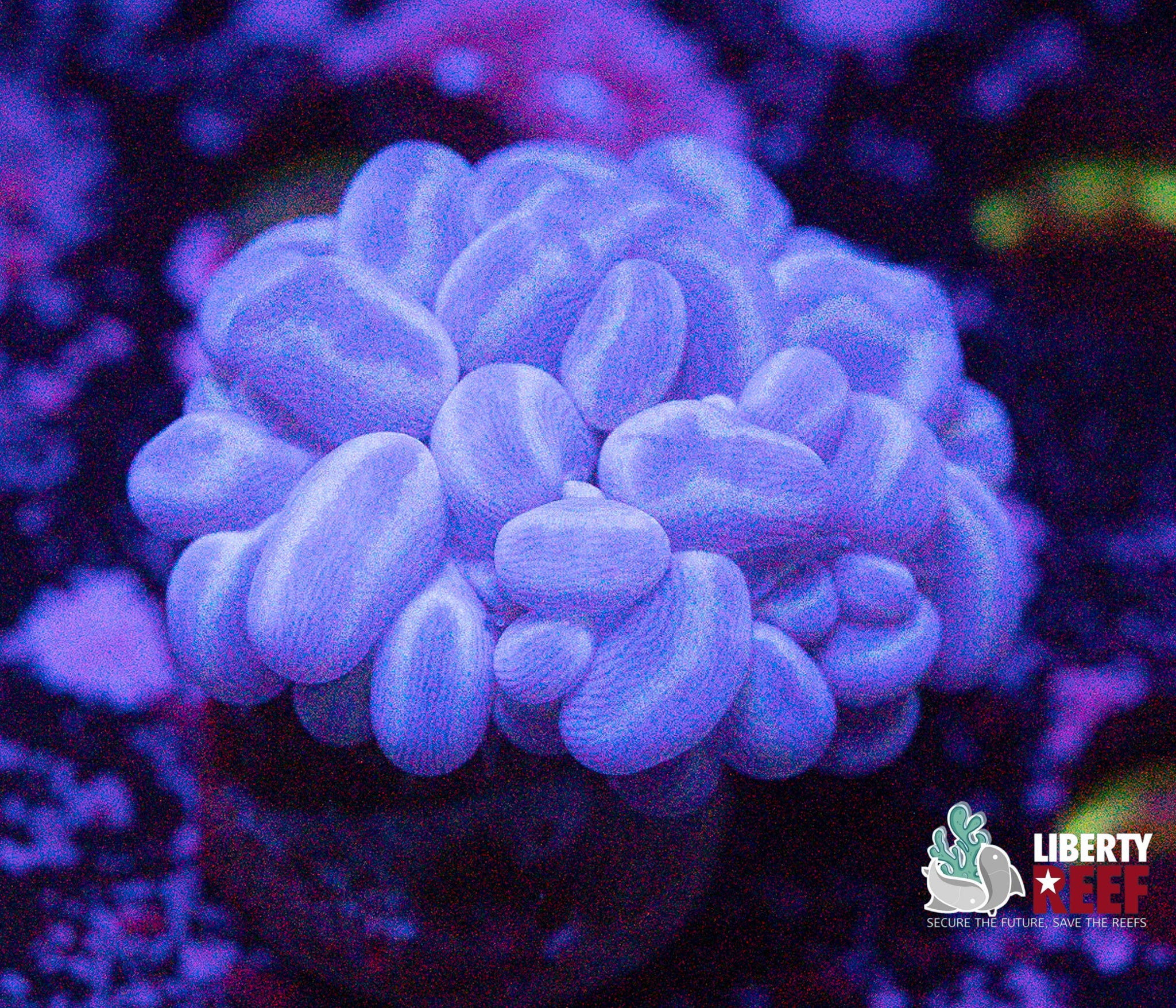 Metallic Bubble Coral