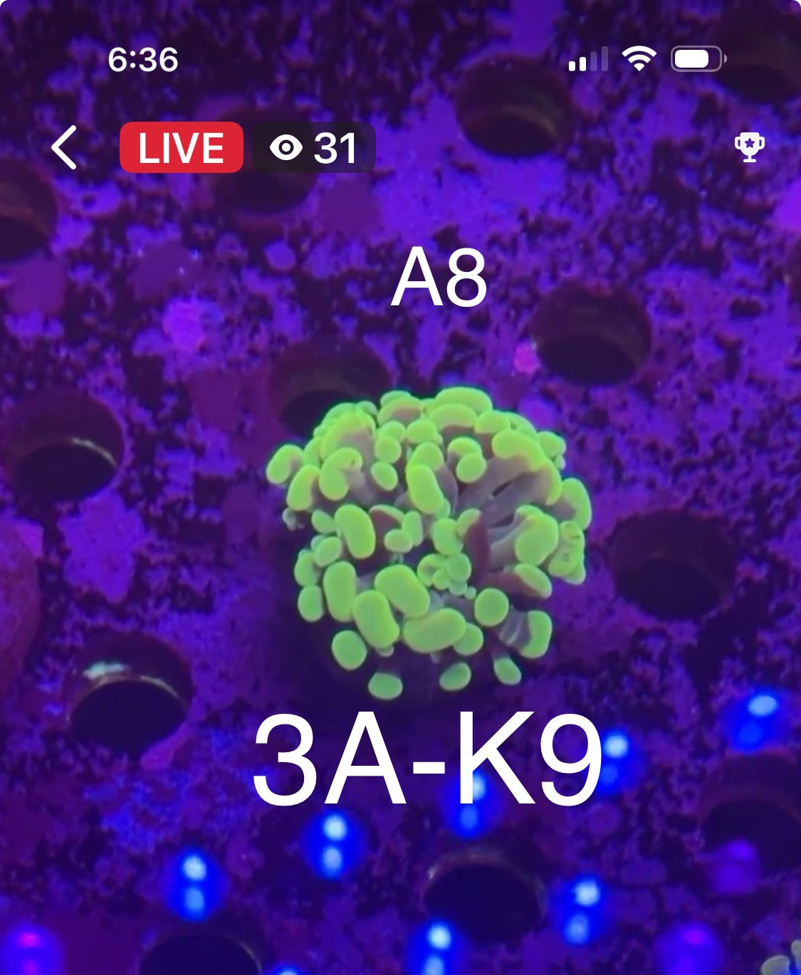 8/16 Facebook Live Auction