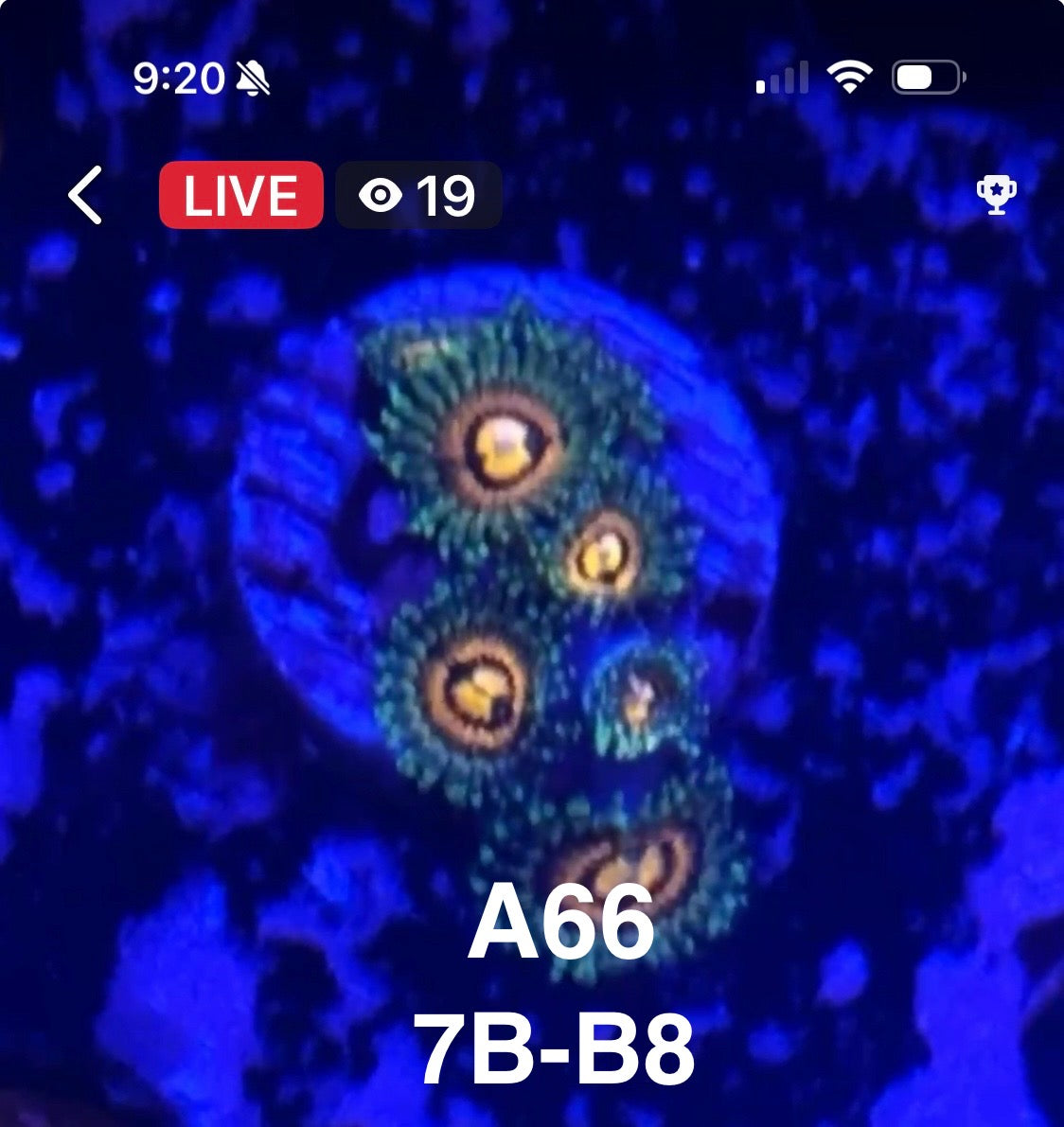 Facebook Live Auctioning