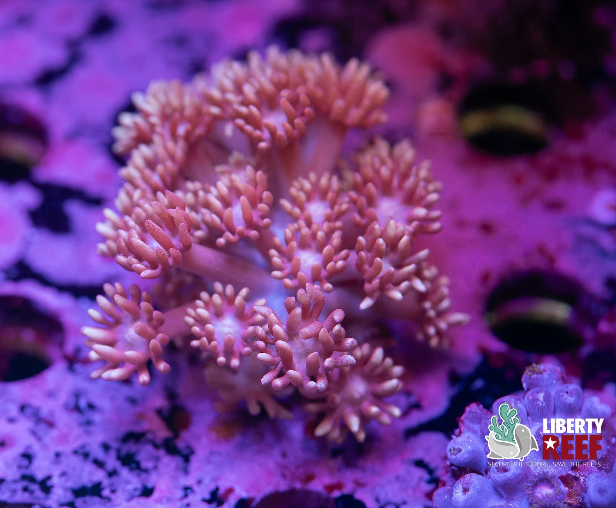 Liberty Reef Auction