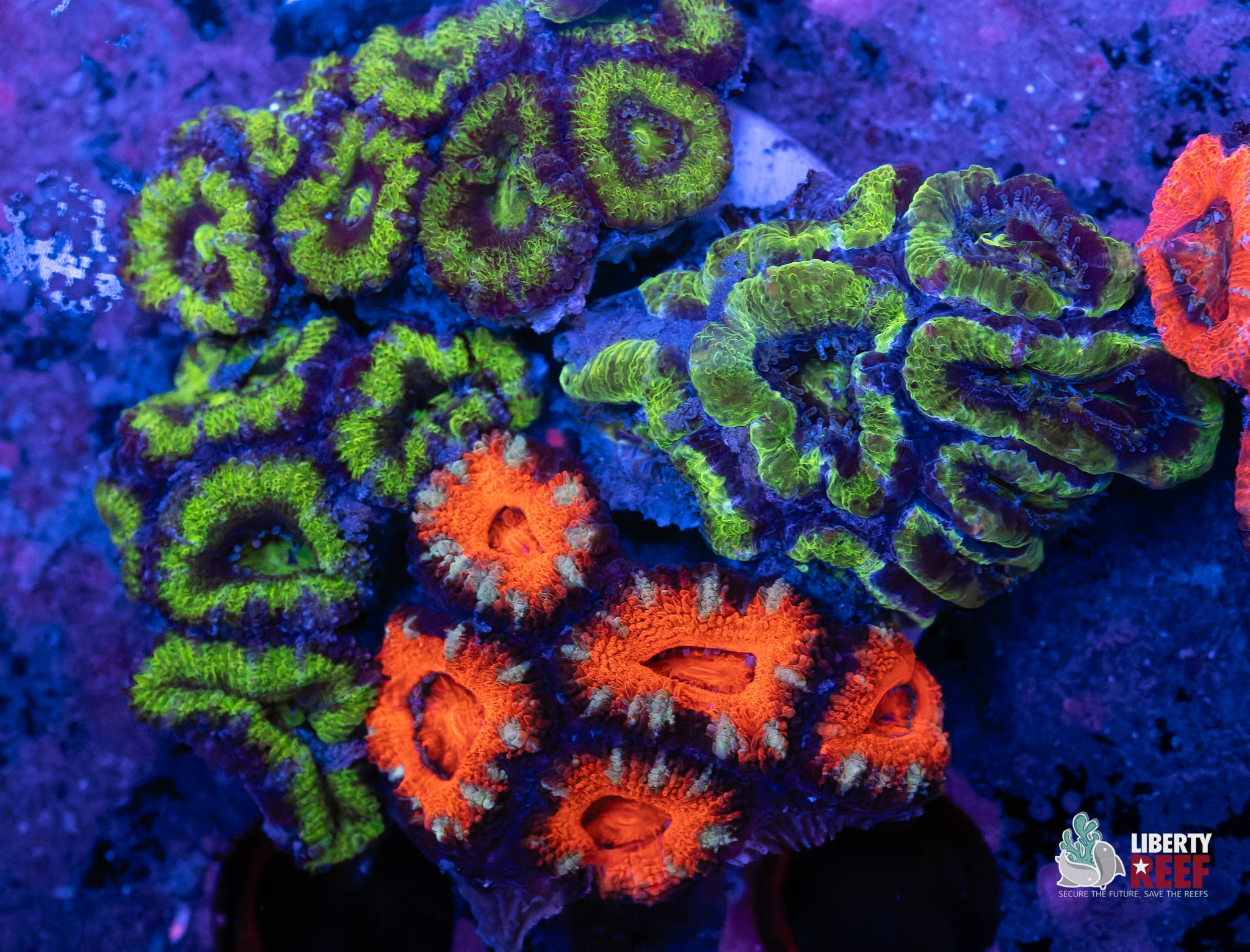 Ultra Acan Garden