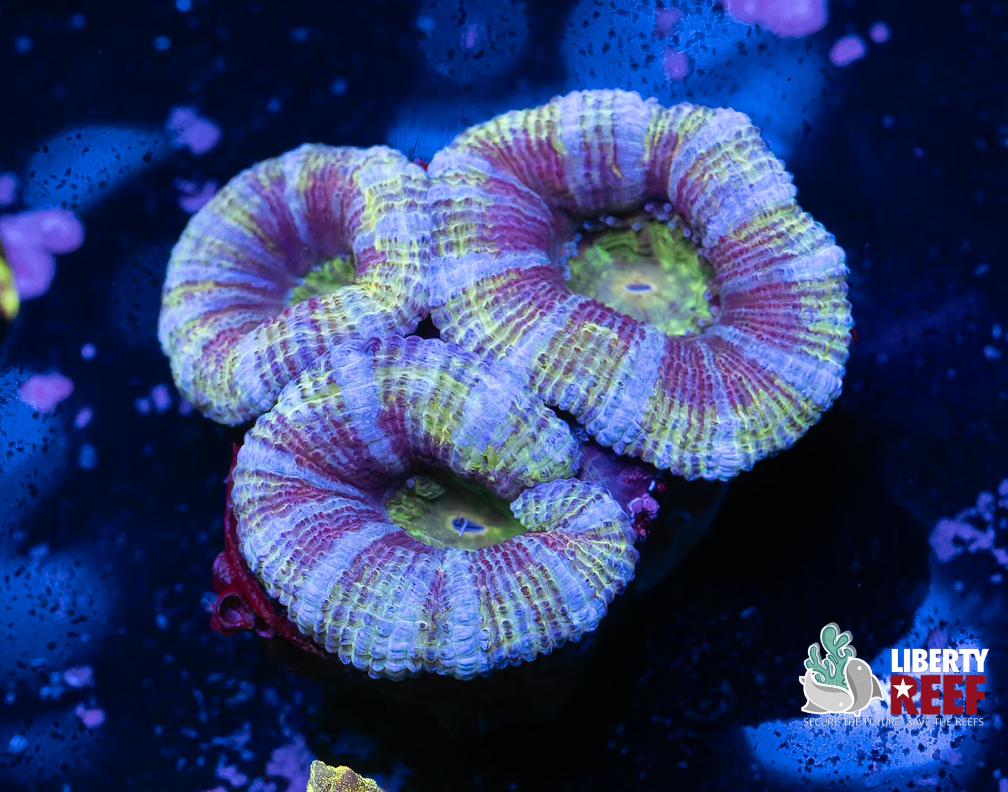 Alien Eye Acans