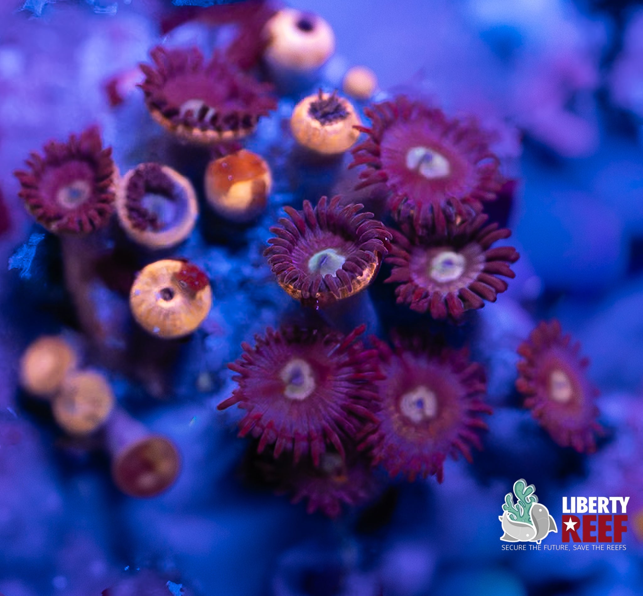 Cookie Monster Zoas
