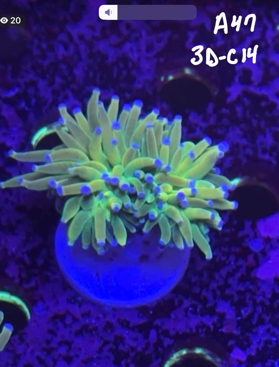 Karen Ritner 10/18 Facebook Live Auction