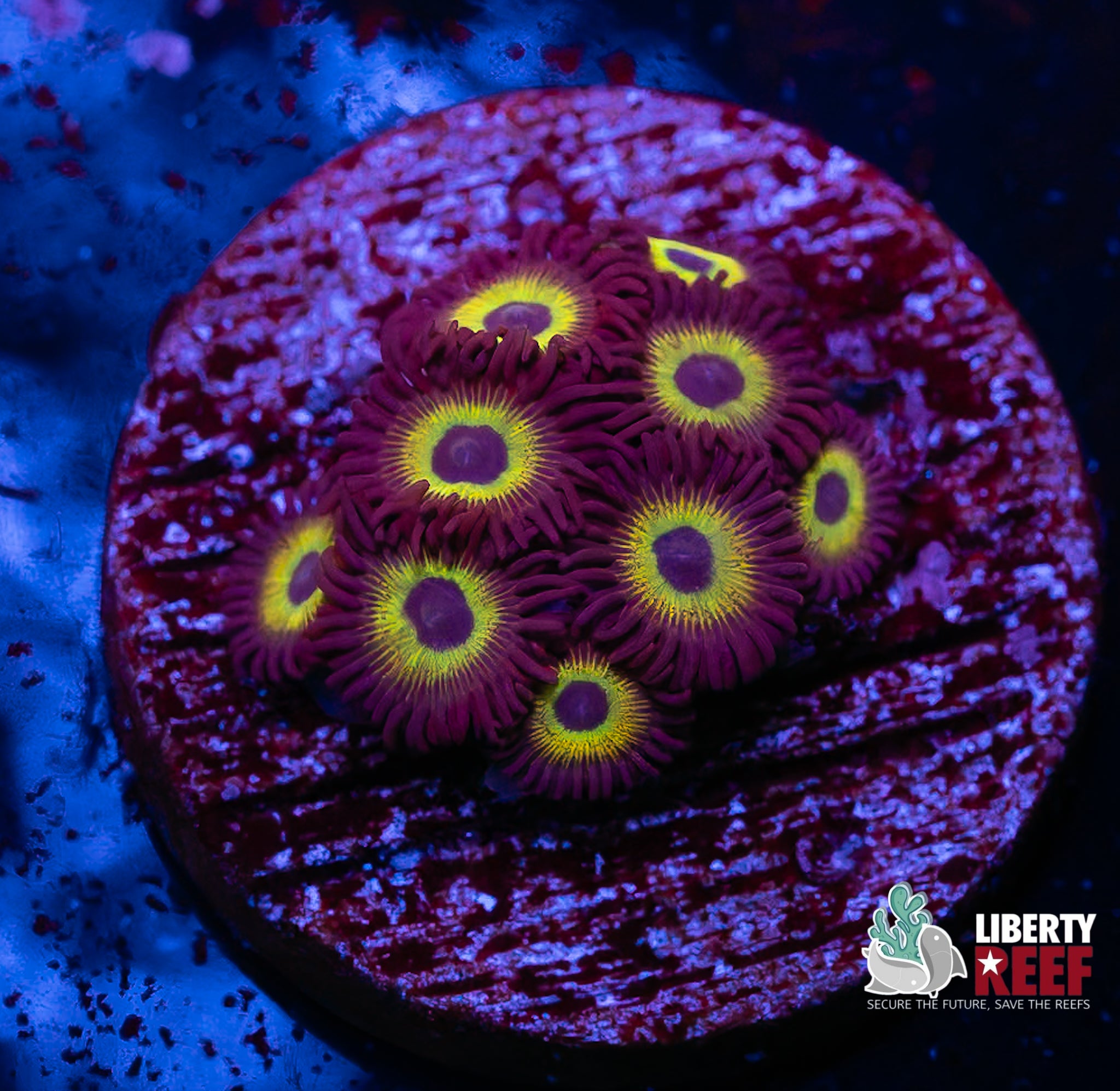 Mean Green Zoas