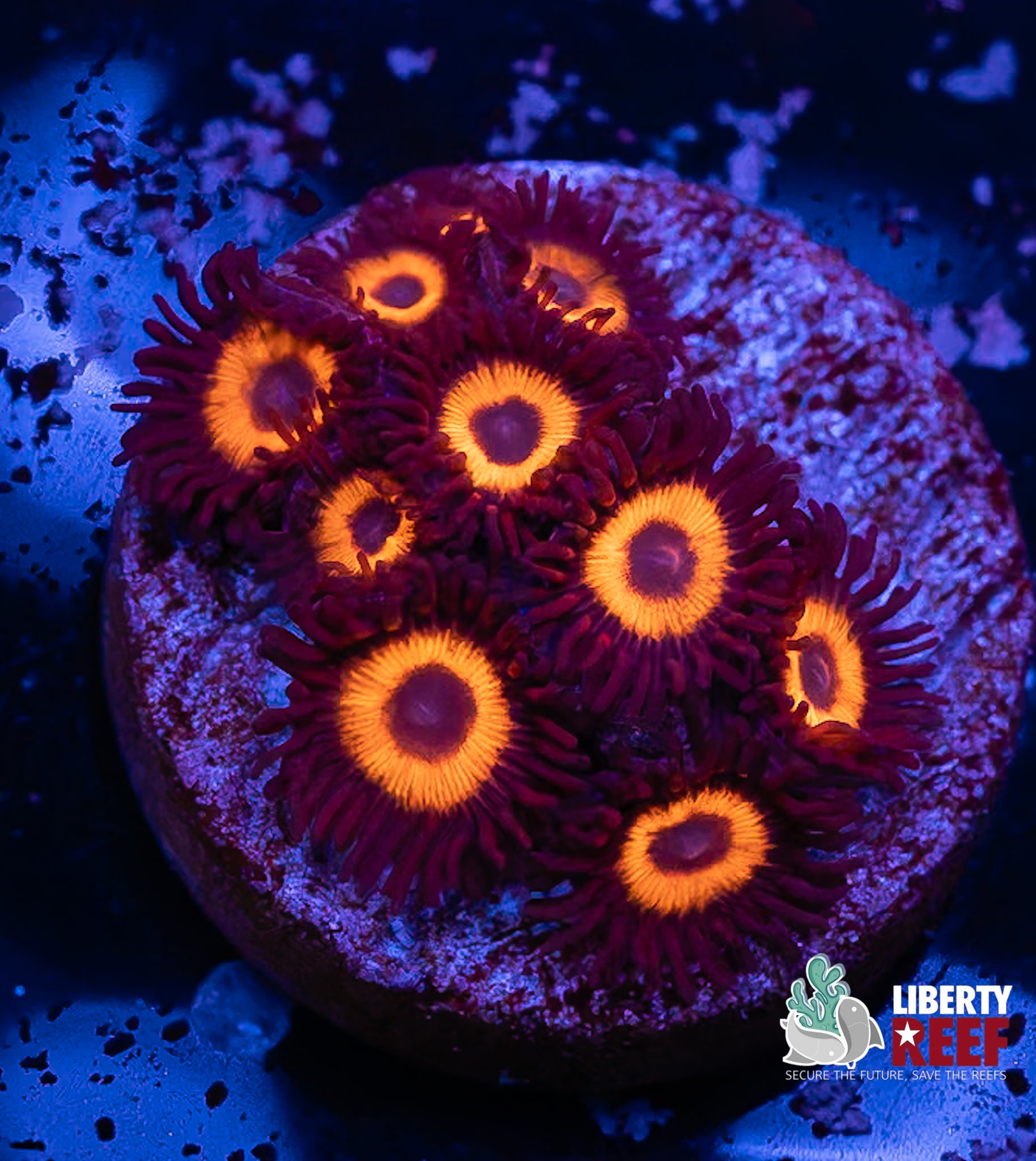 Reverse Bob Marley Zoas