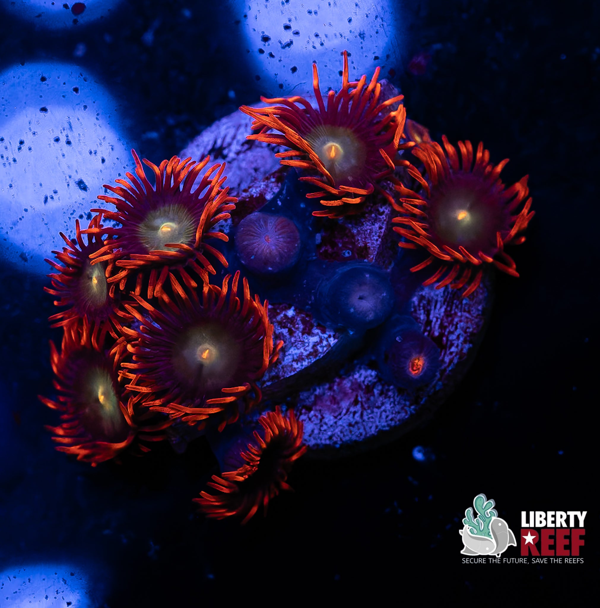 Punk Rocker Zoas