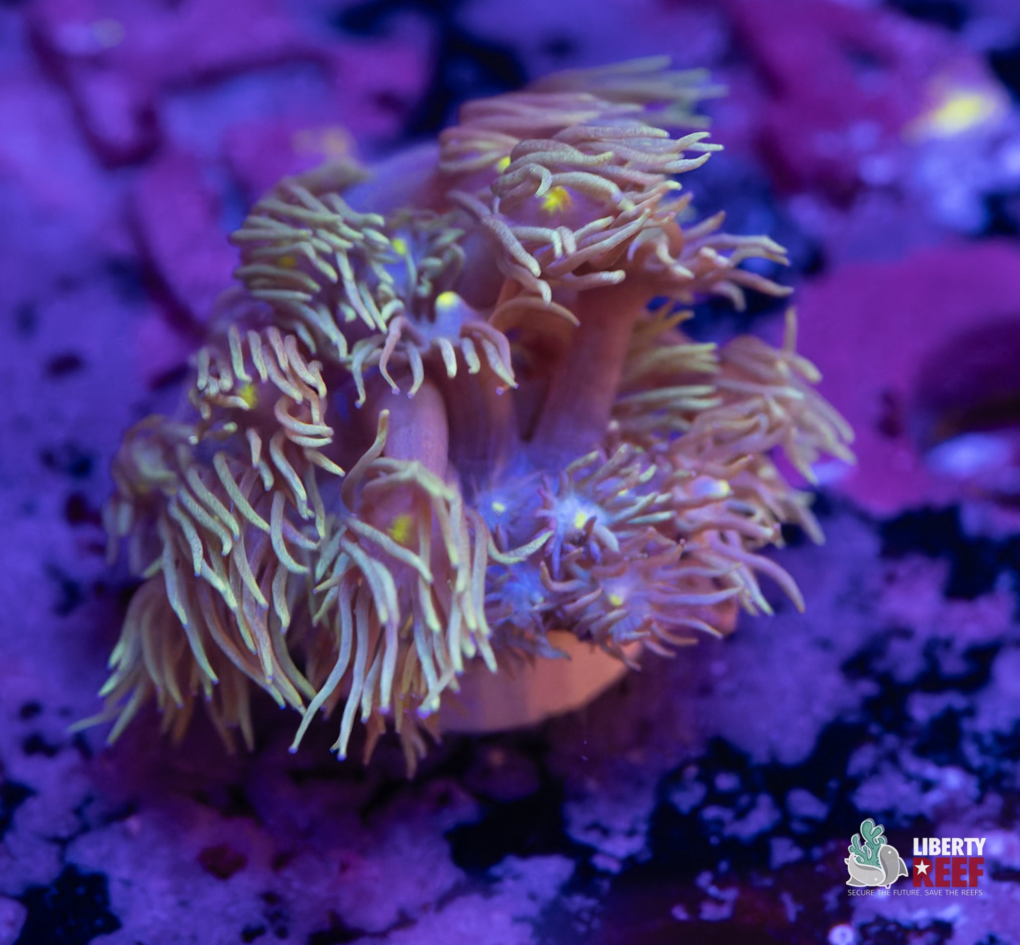 10/31 Online Auction