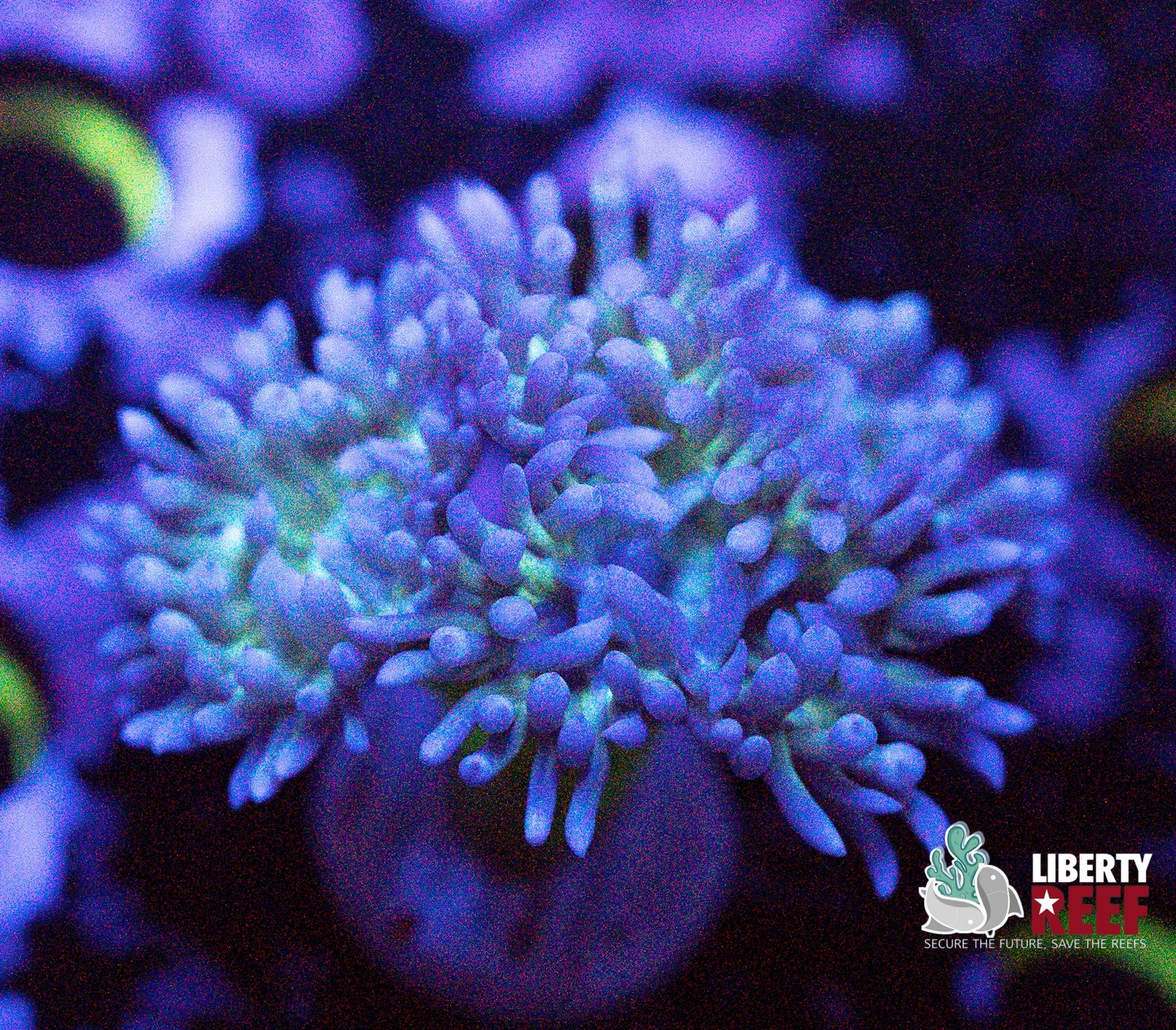 Liberty Reef Auction