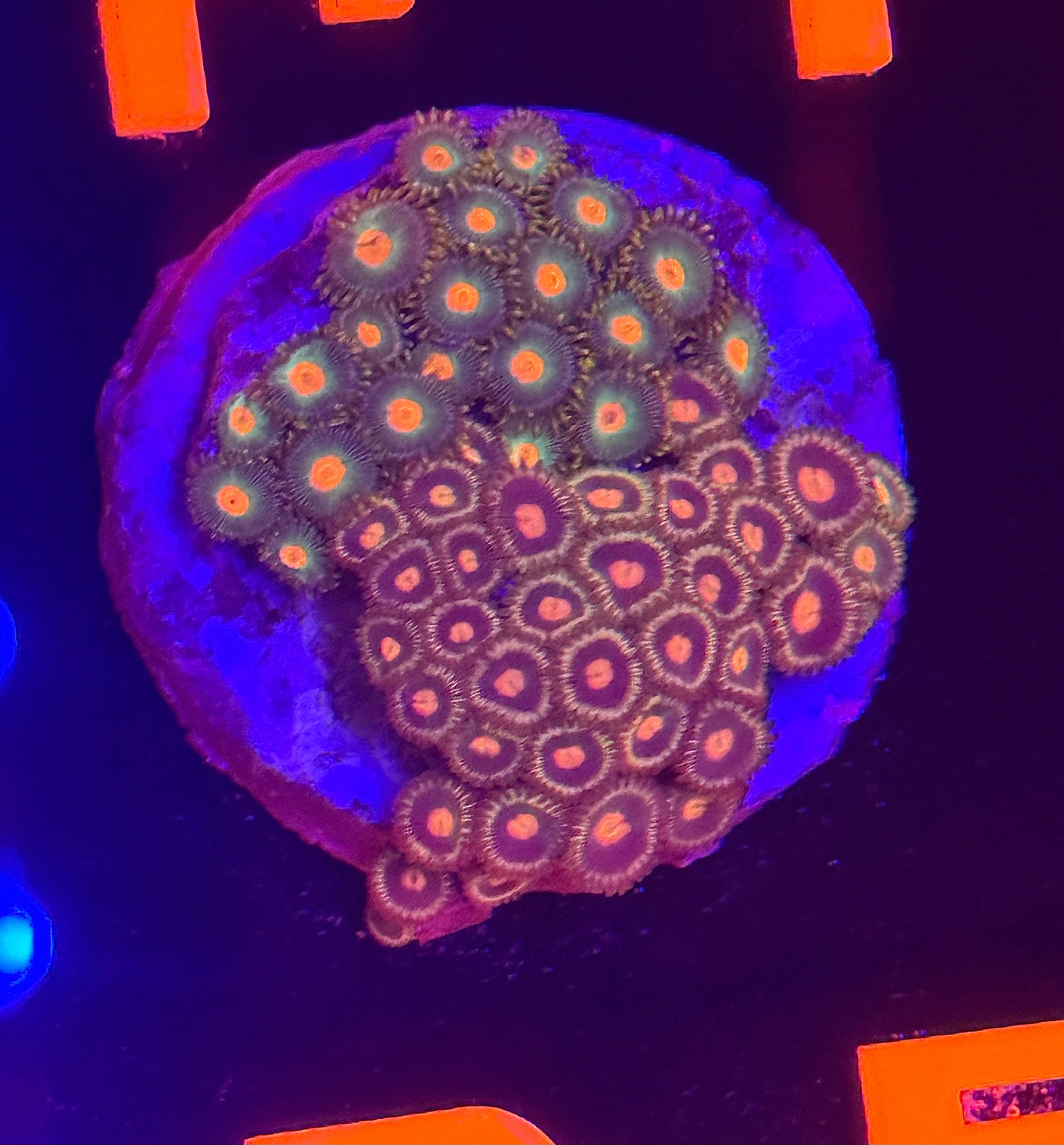 Mixed Zoa Plate