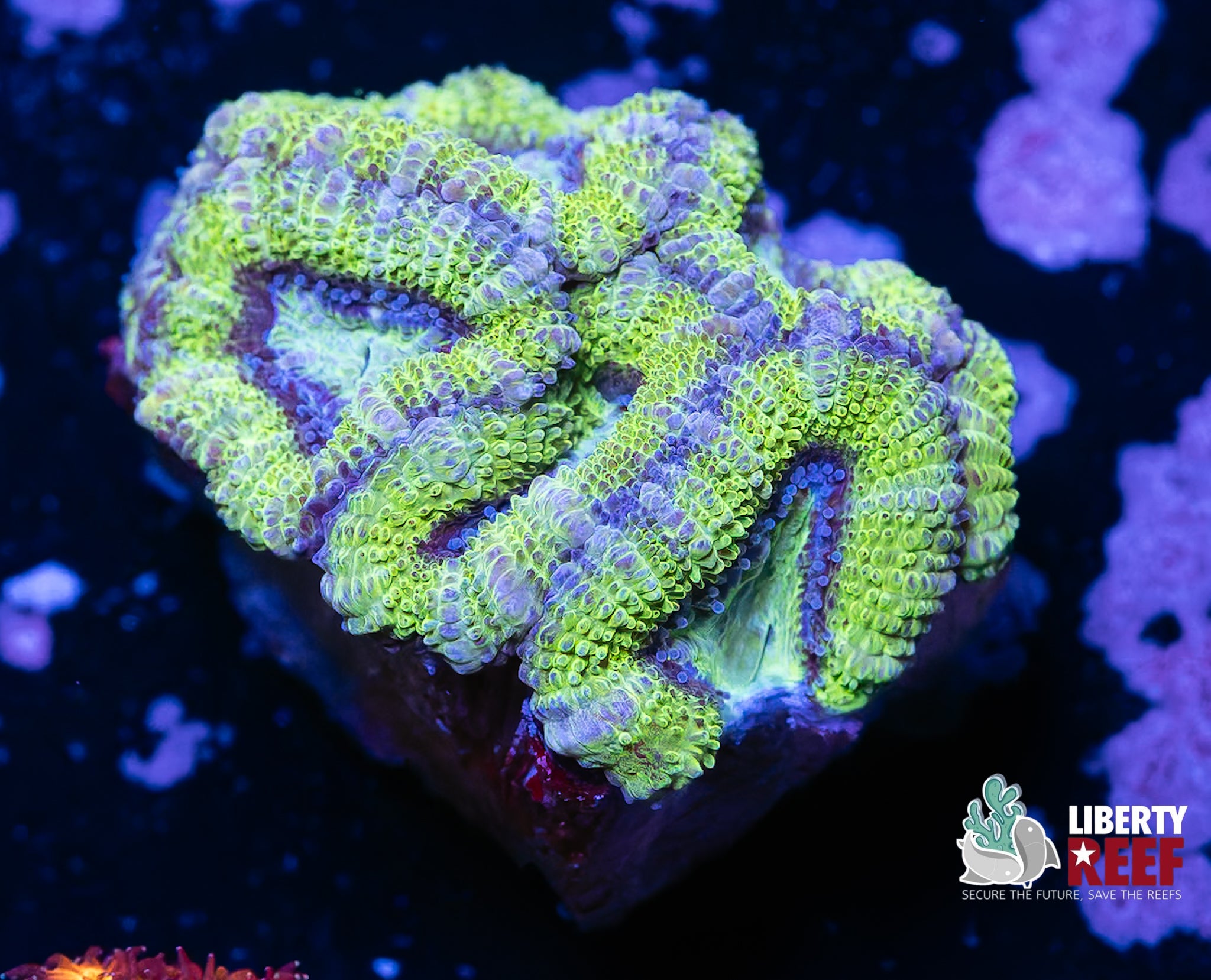 Green Oasis Acan Chunk
