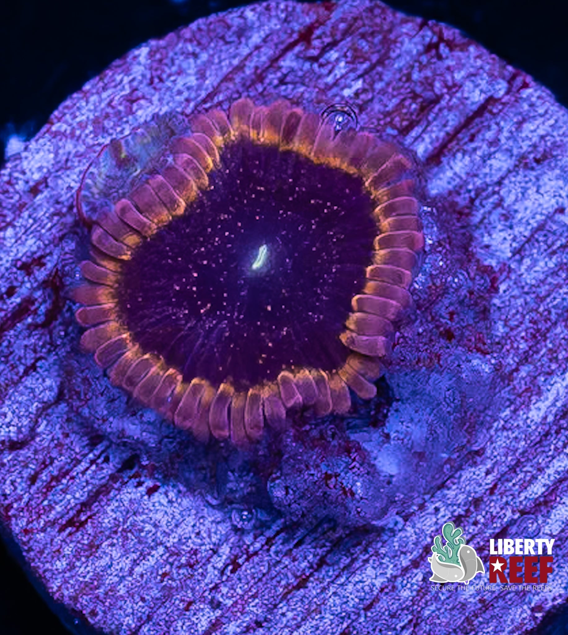 Pink Galaxy Zoas