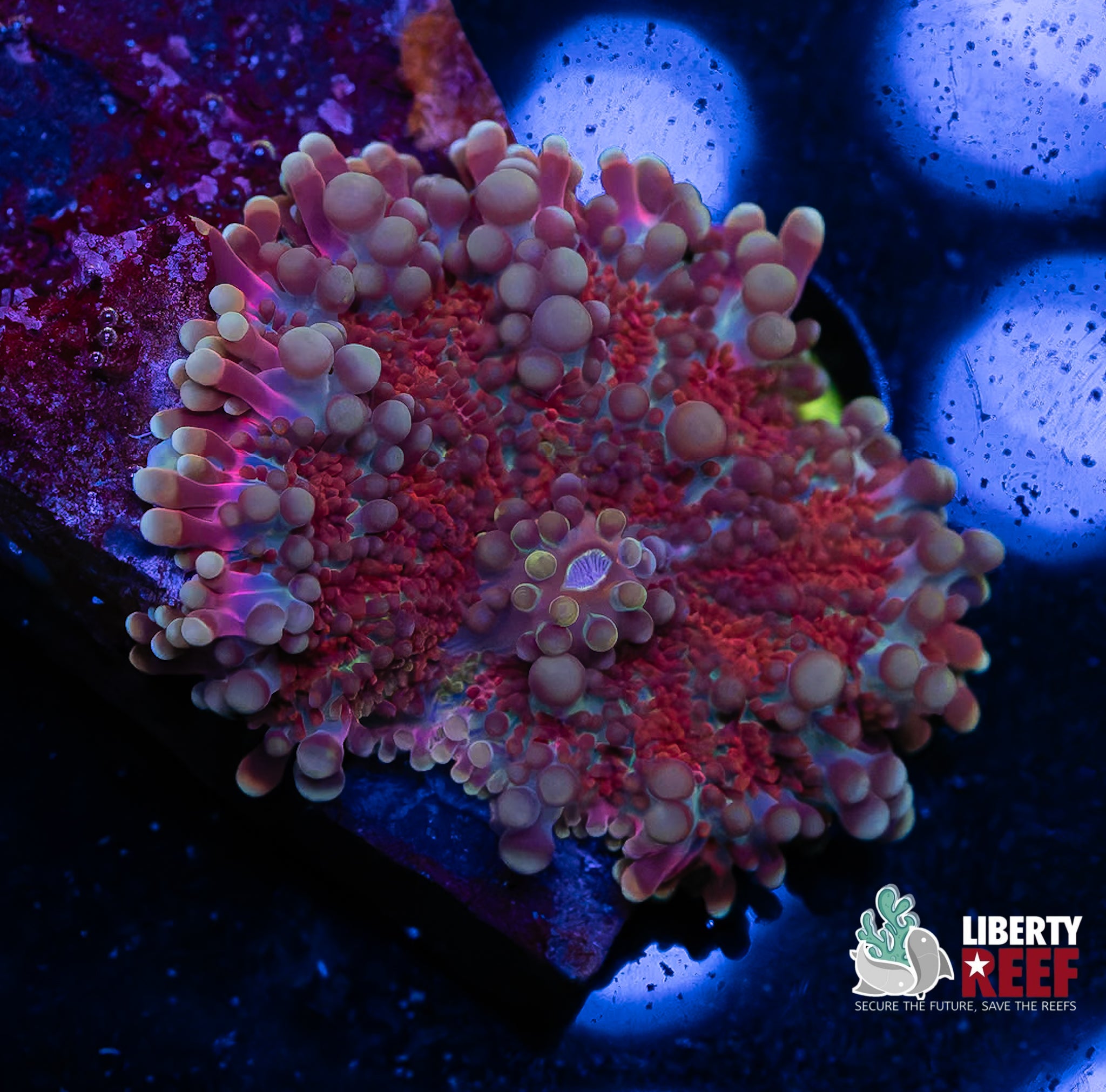 Cosmic Plasma Yuma Mushroom
