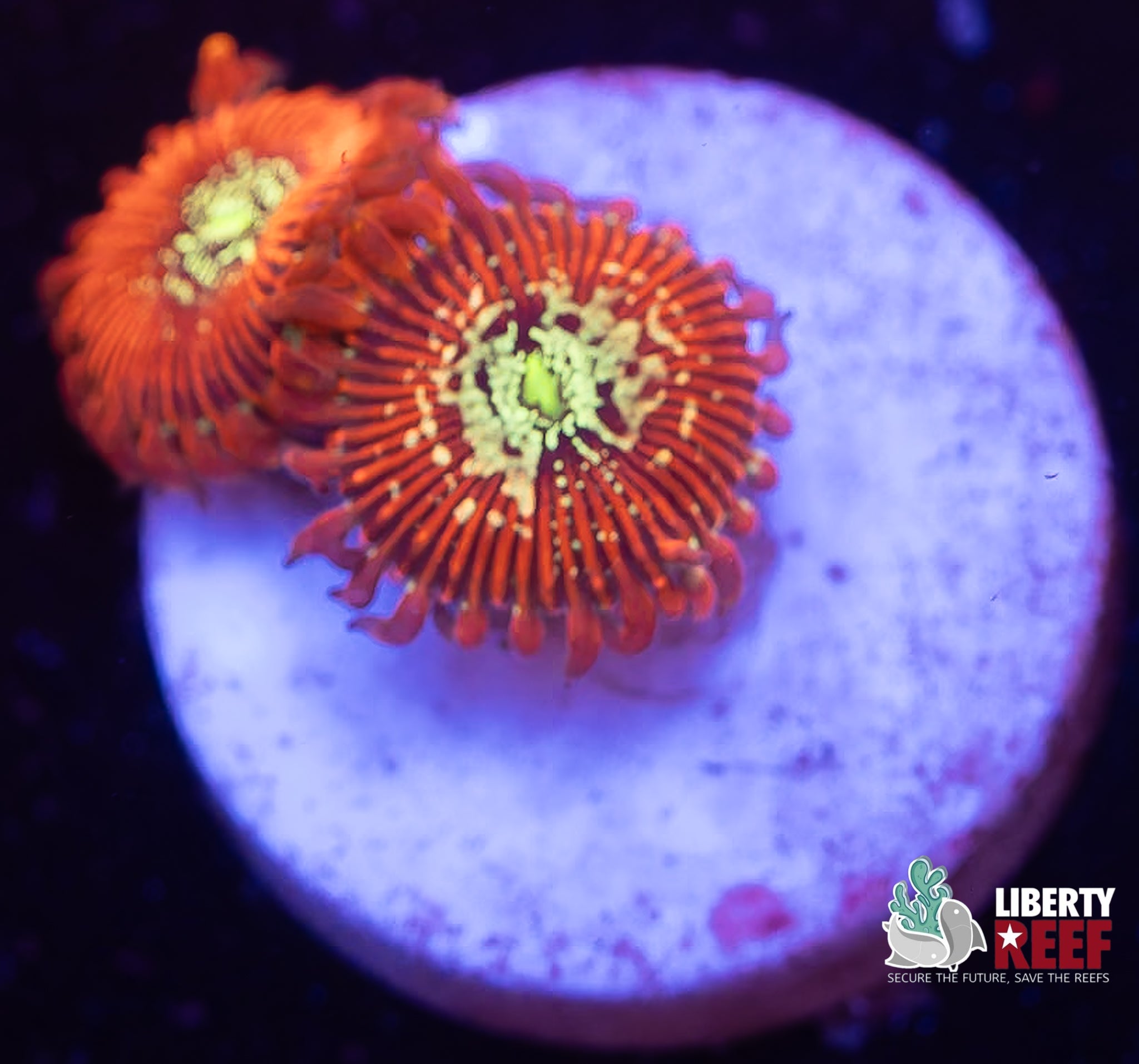 Magician Zoas