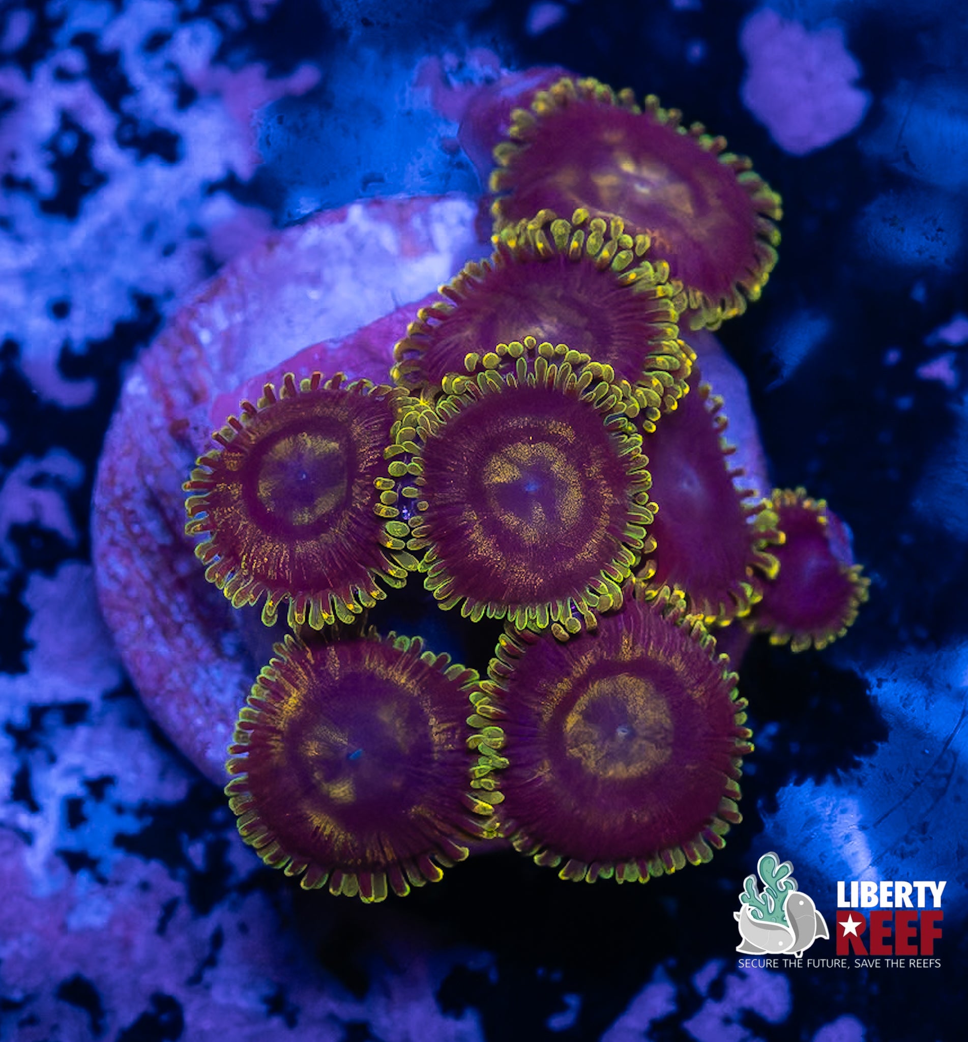 Wicked Purple & Yellow Zoa Morph