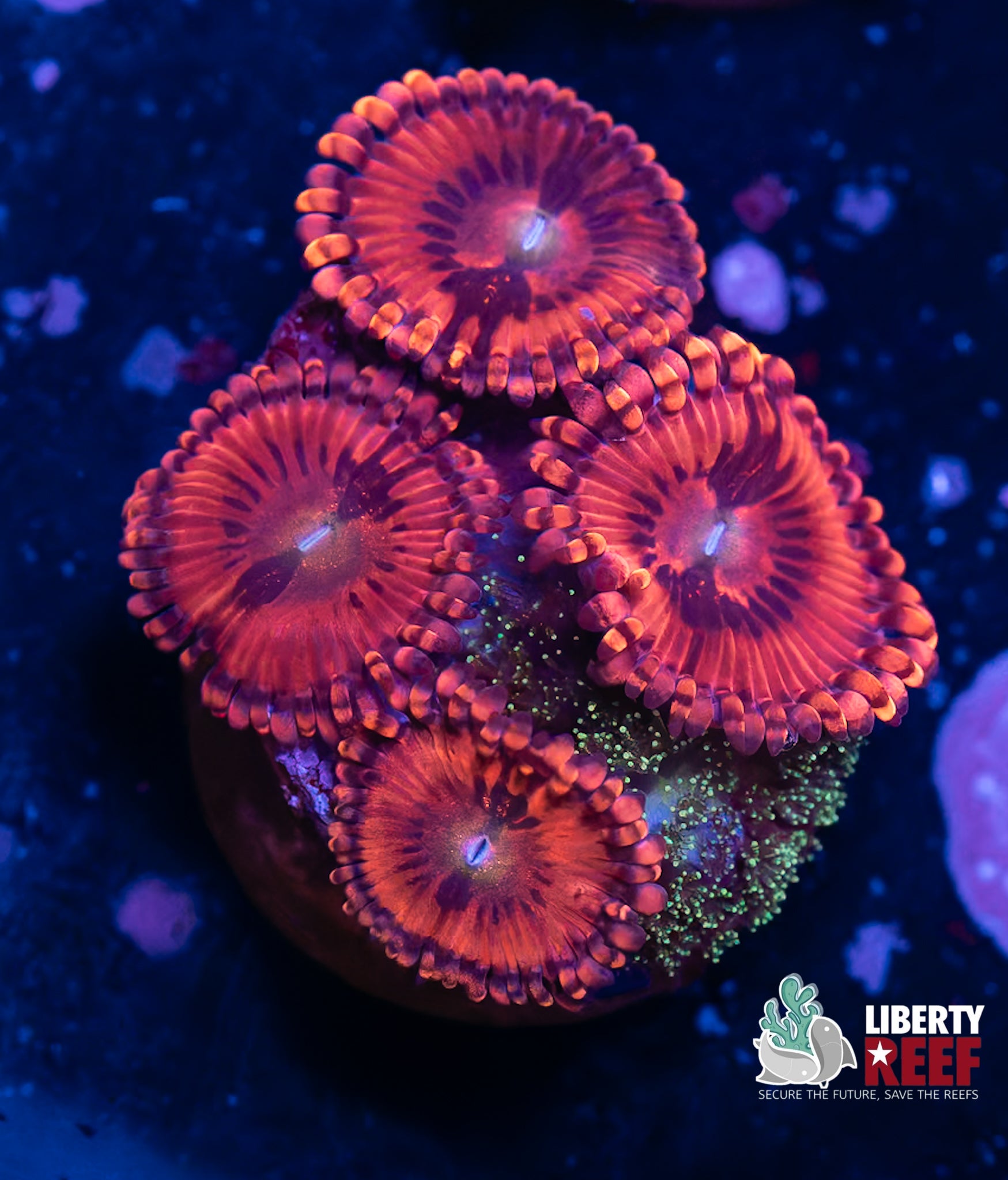 Pink Nirvana Zoas