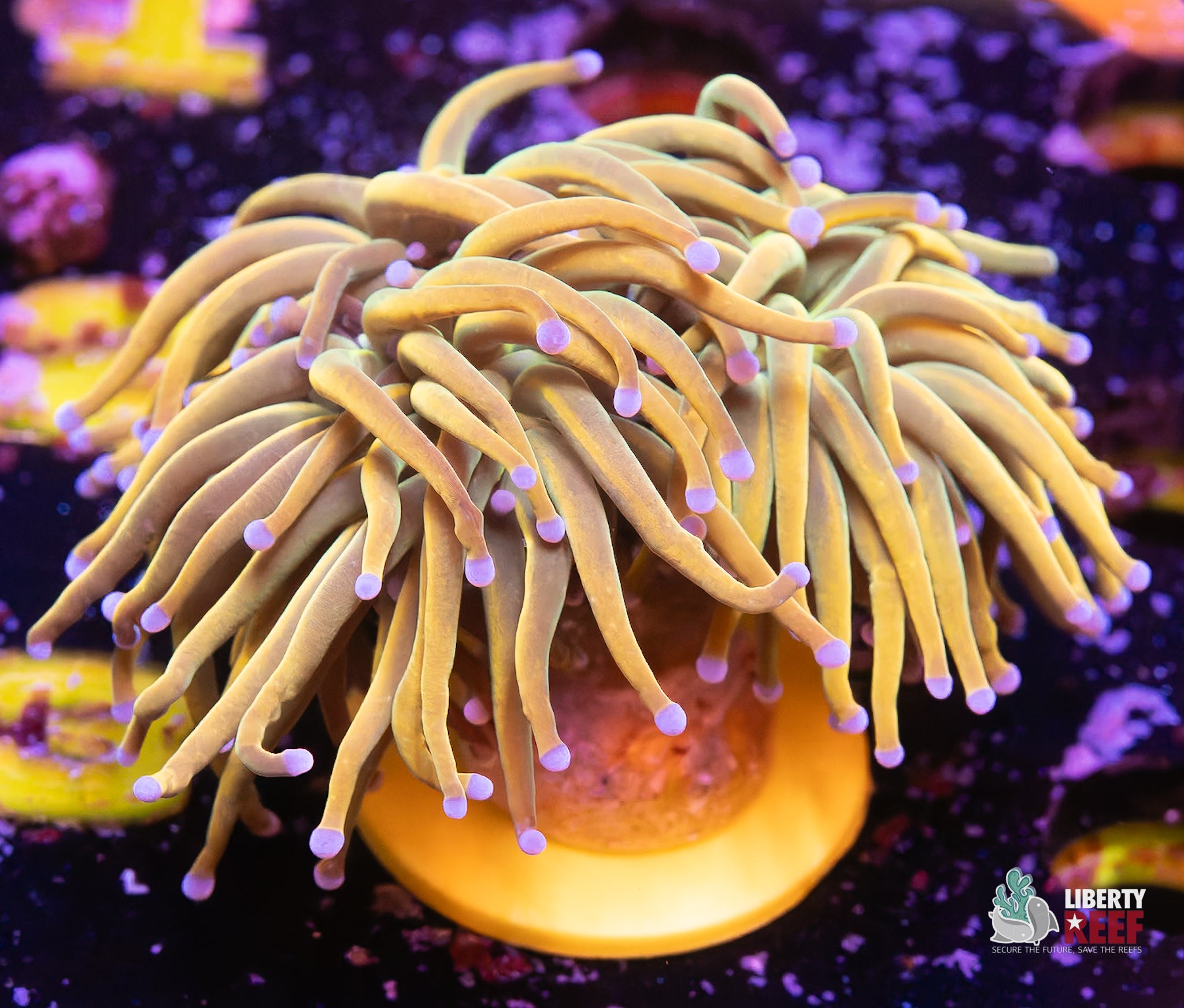 10/31 Online Auction