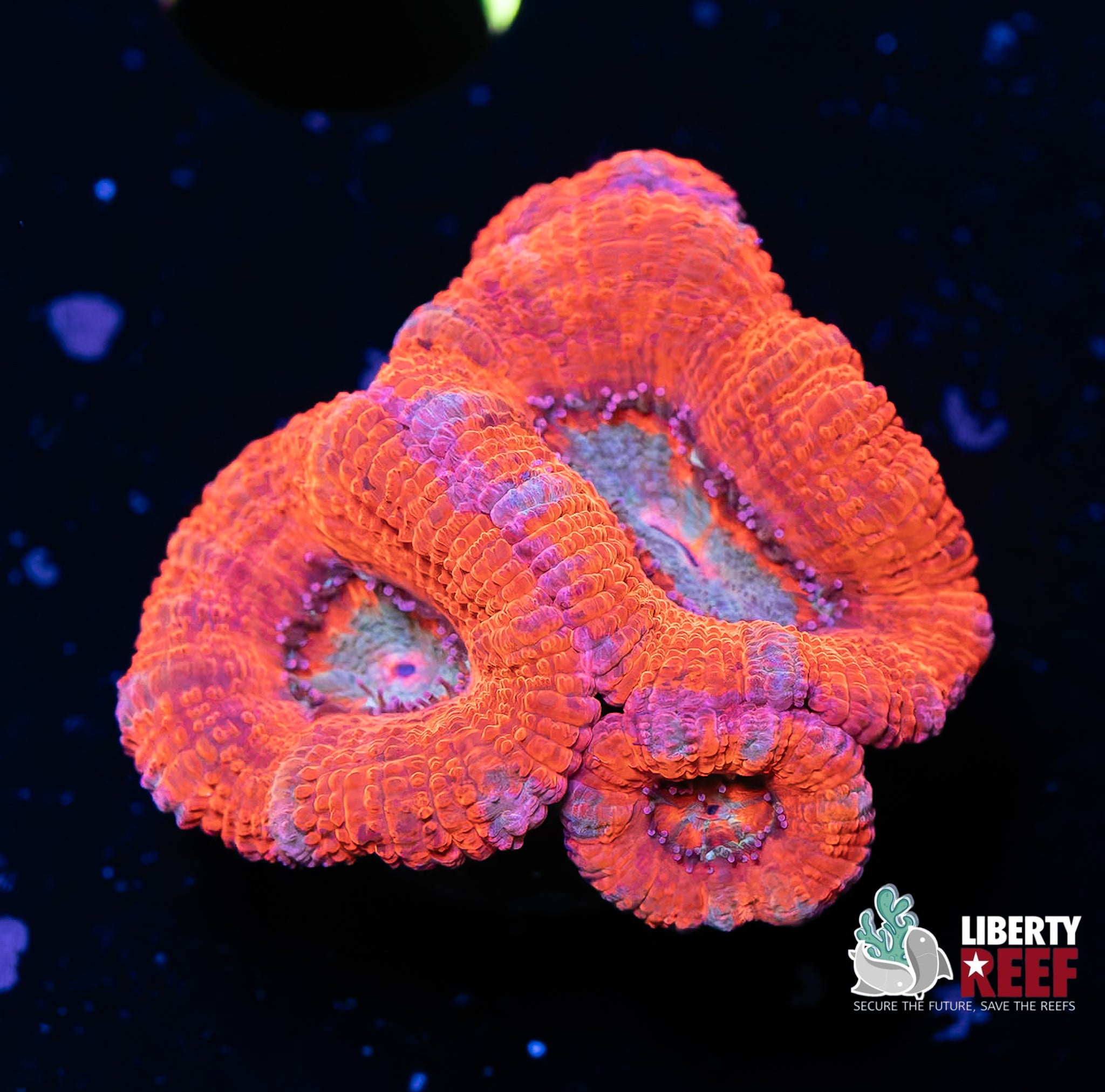Ultra Acan Chunk