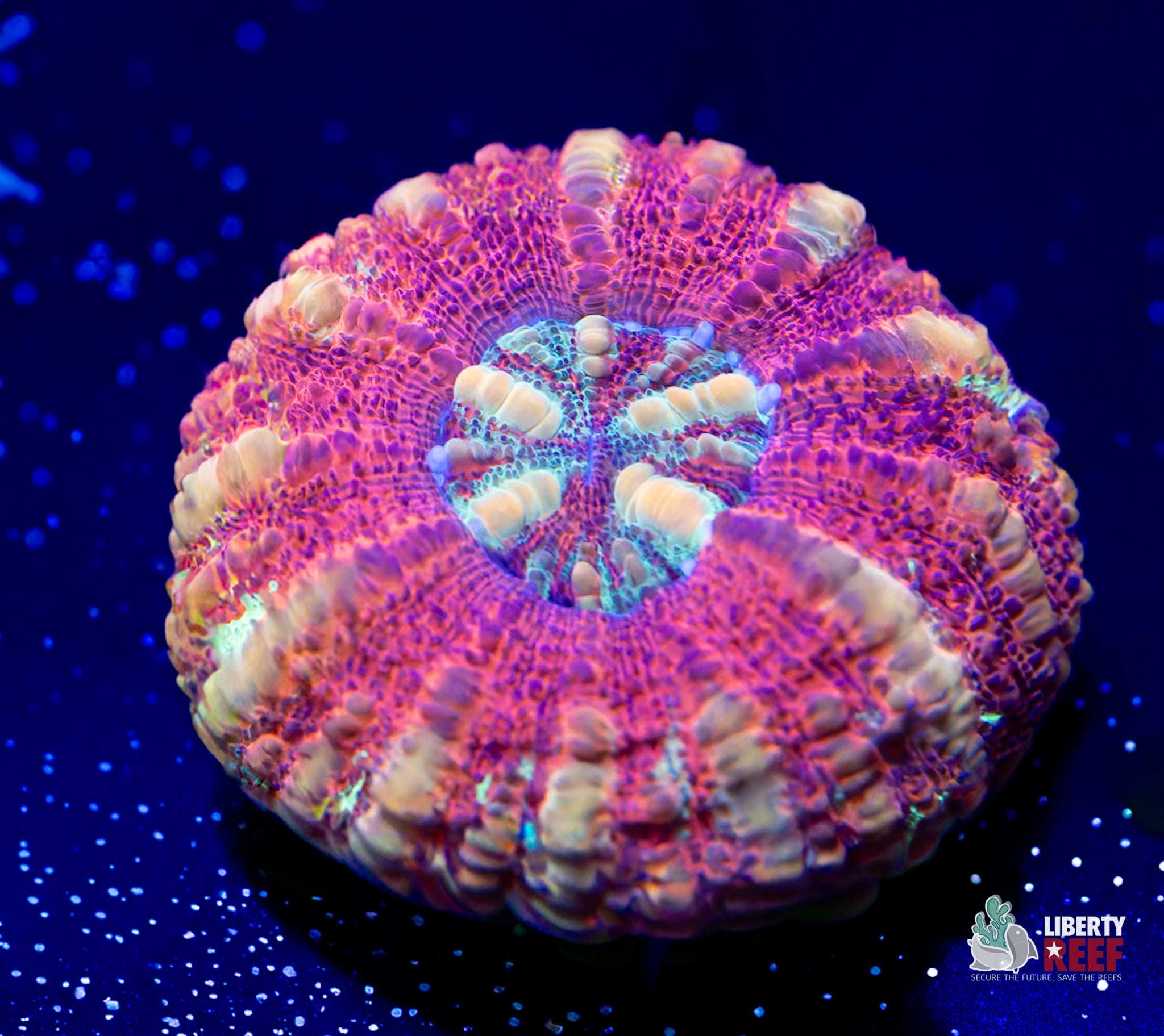 10/31 Online Auction