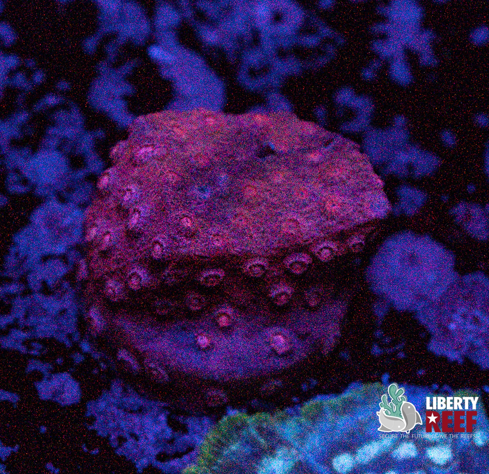 Ruby Red Cyphastrea