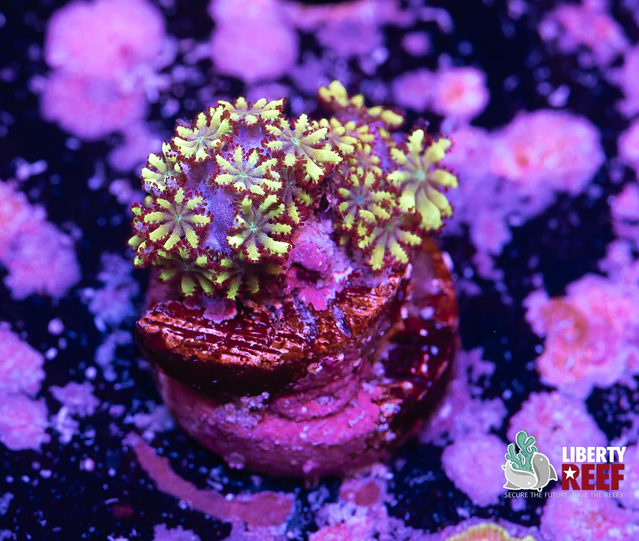 Flower Power Sympodium