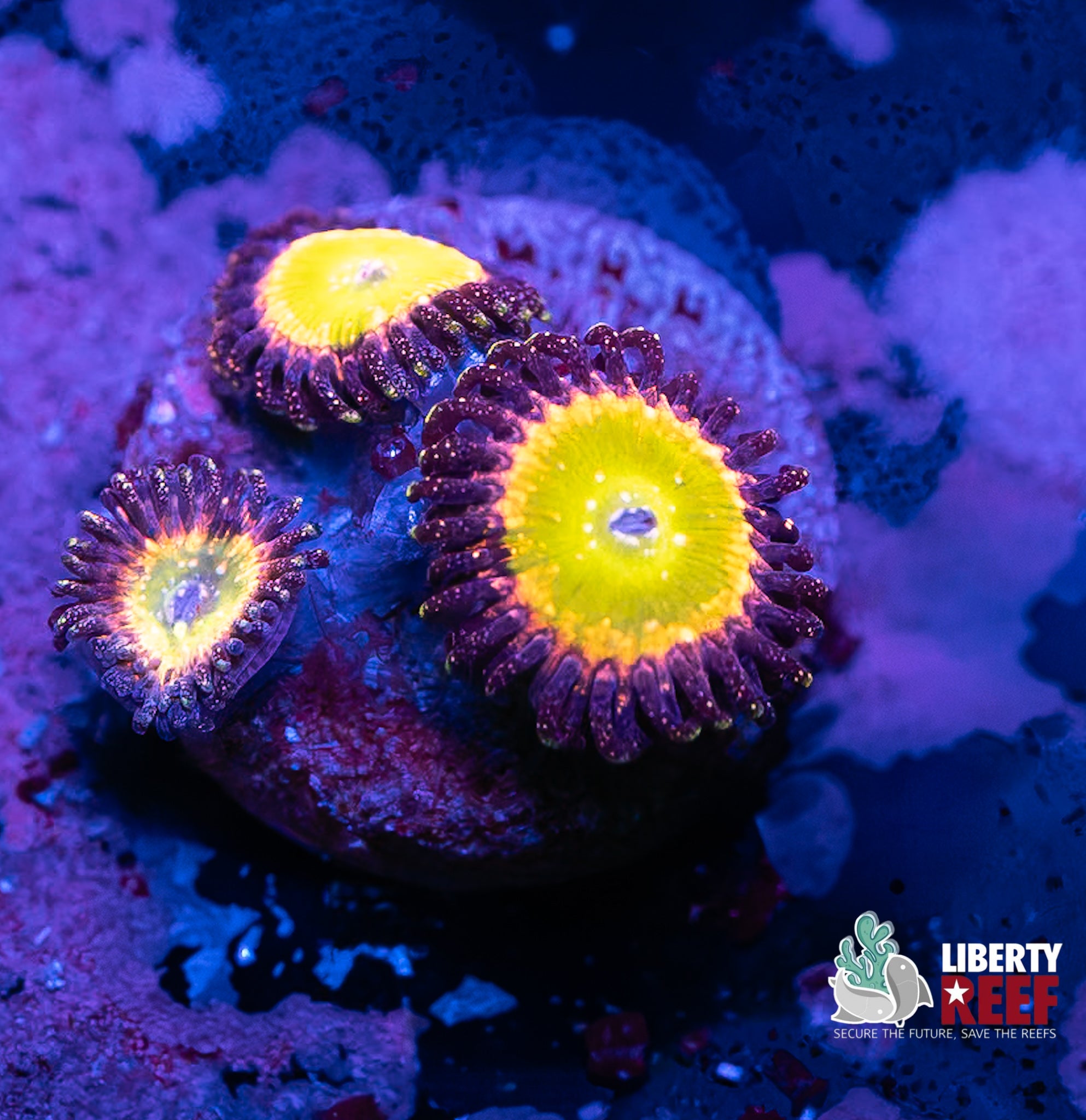 Sunny D’s Zoas