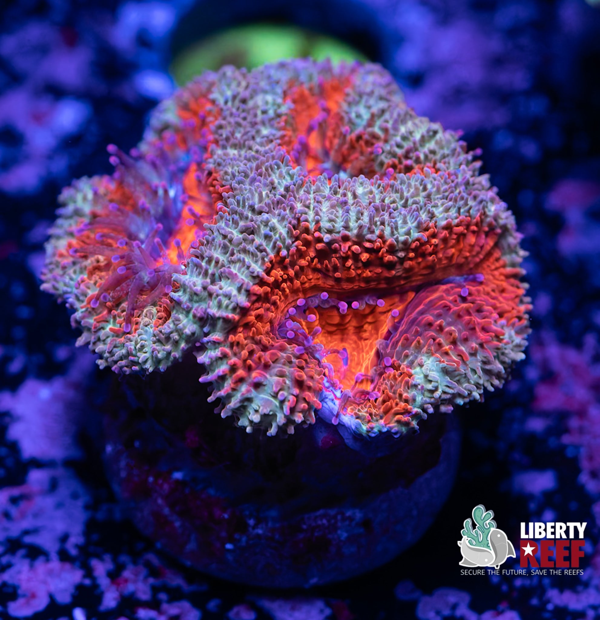 Burning Ember Acan