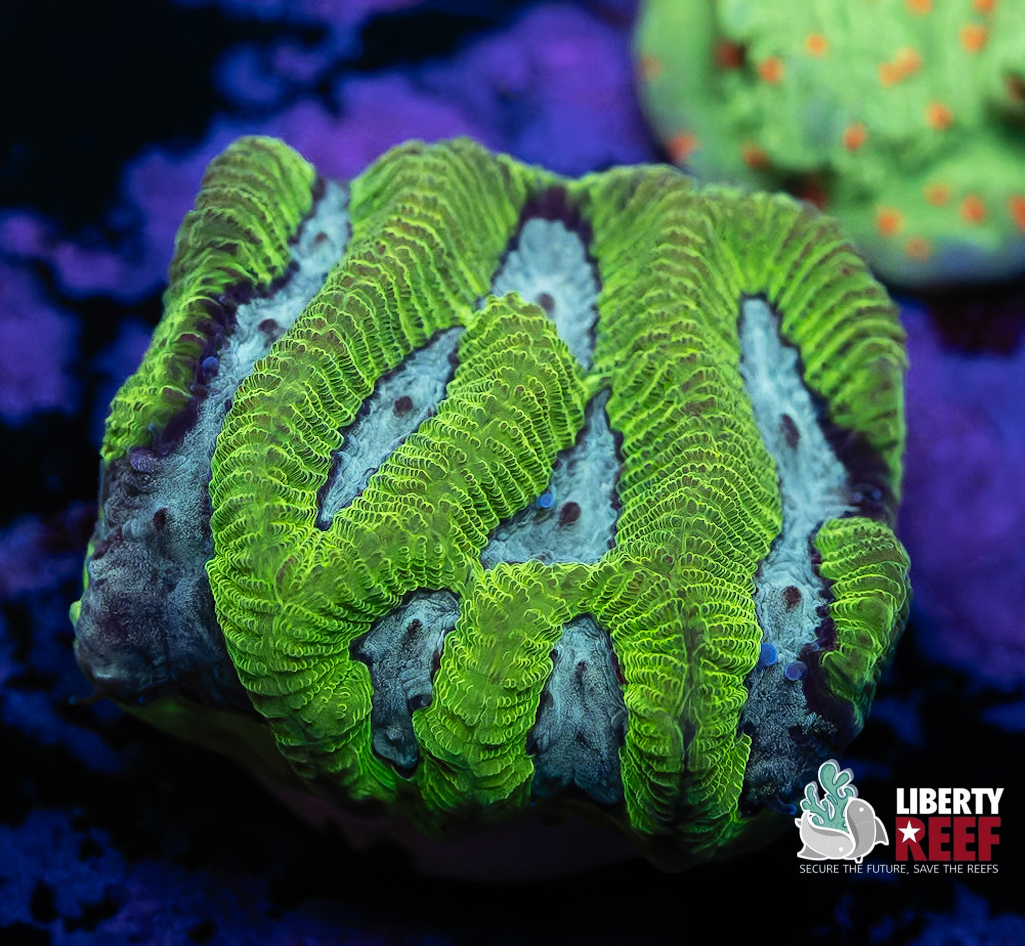 Nuclear Maze Coral