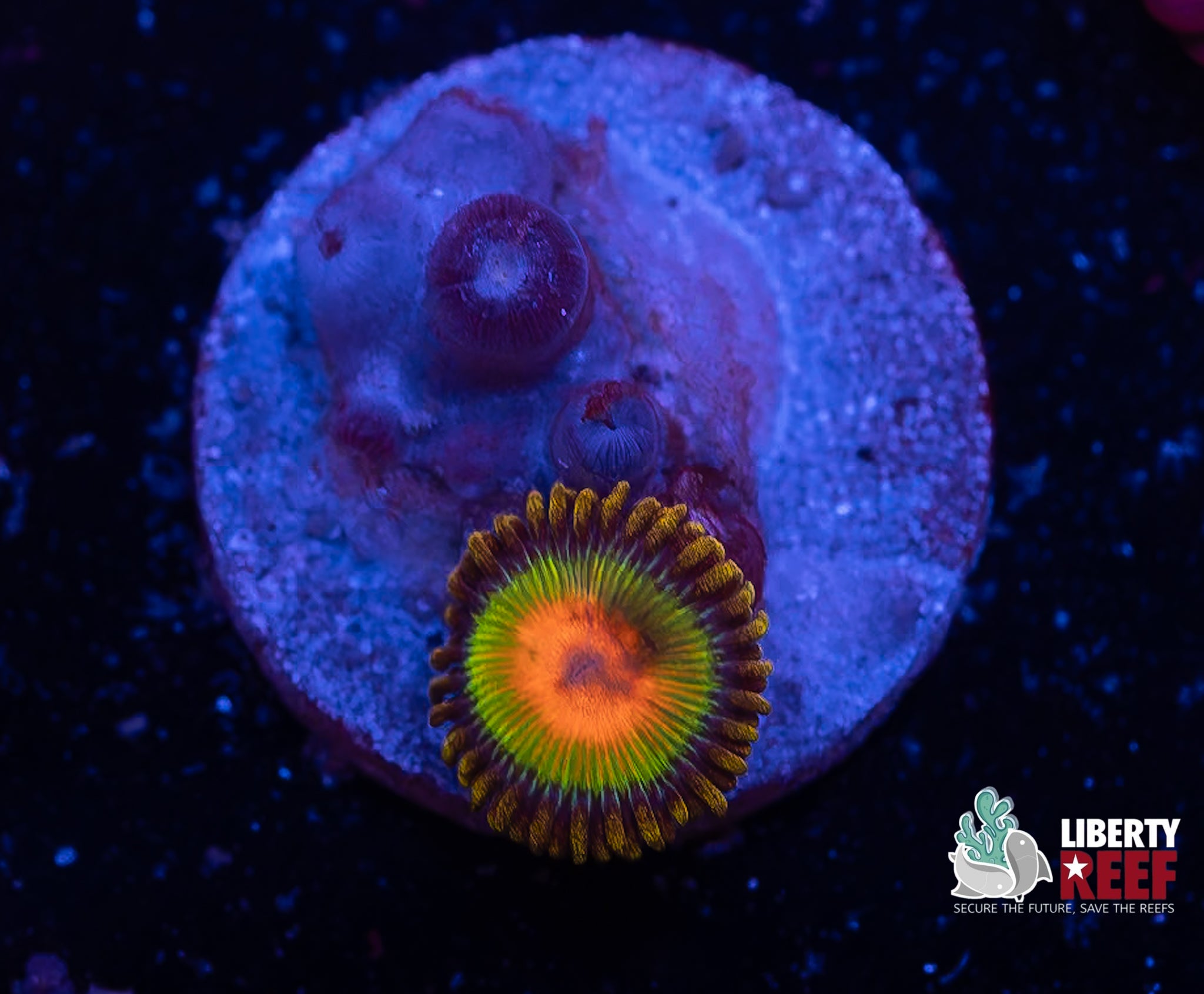 Rasta Zoas