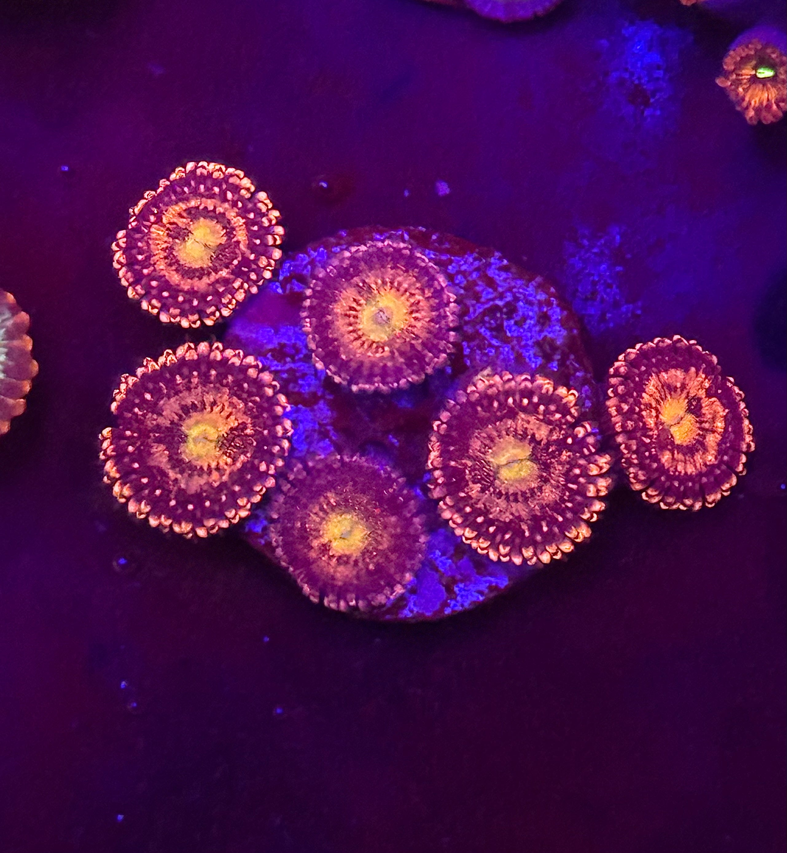 Pandora Zoas