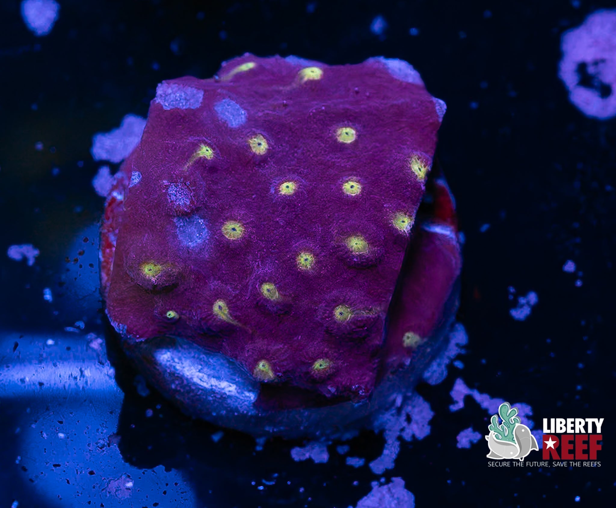 Bling Bling Cyphastrea