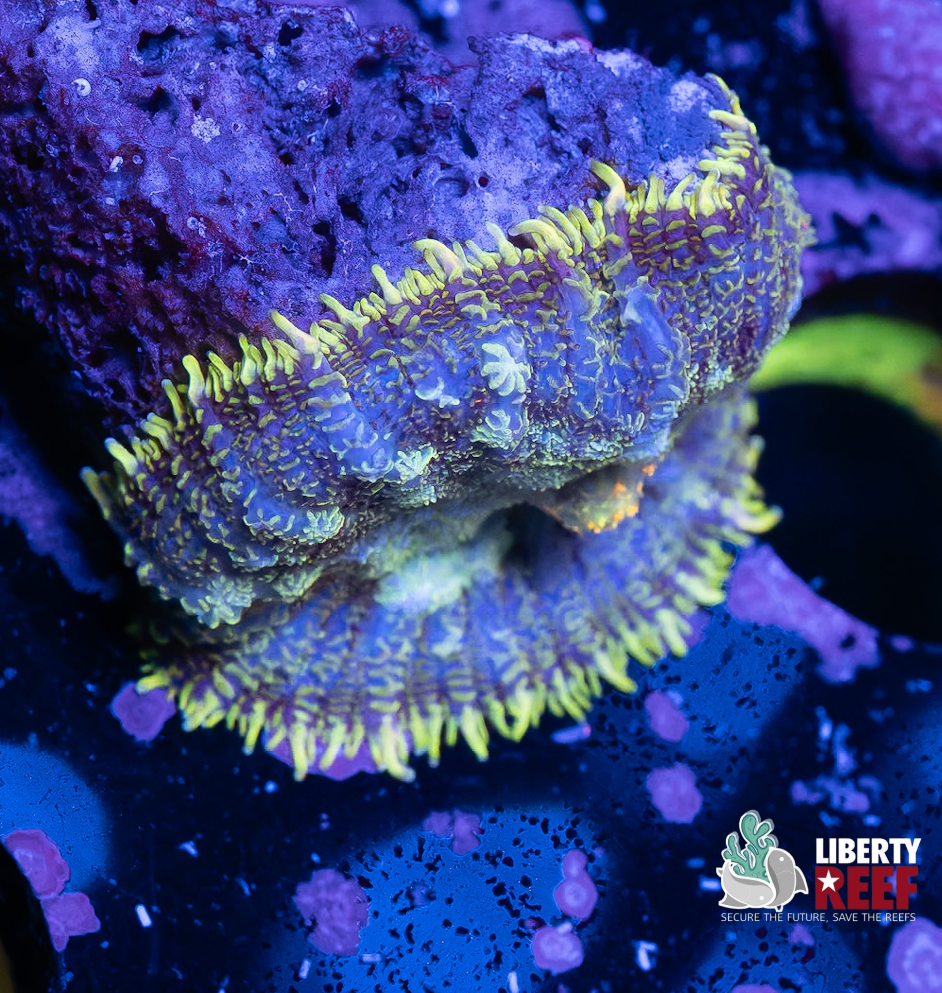 Yellow Skirt Patchwork Rhodactis Mushroom