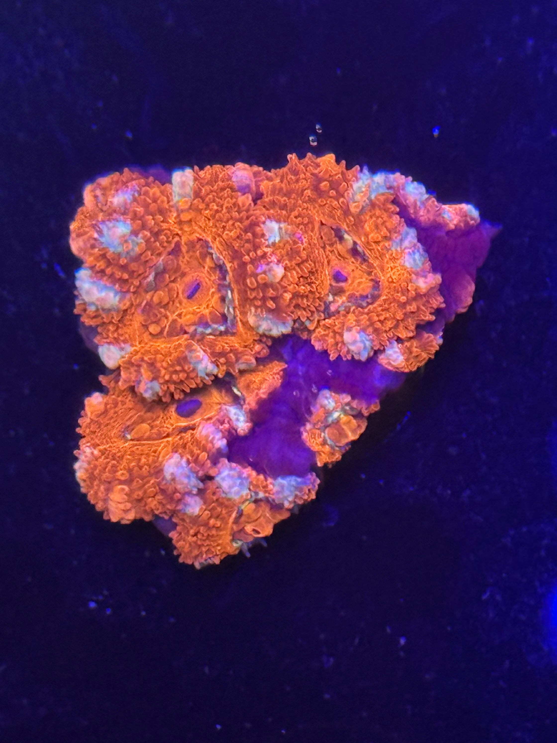 Peppermint Acan Chunk