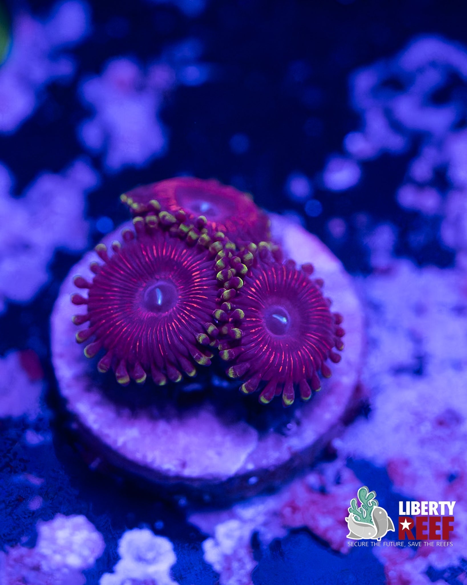 Liberty Reef Auction