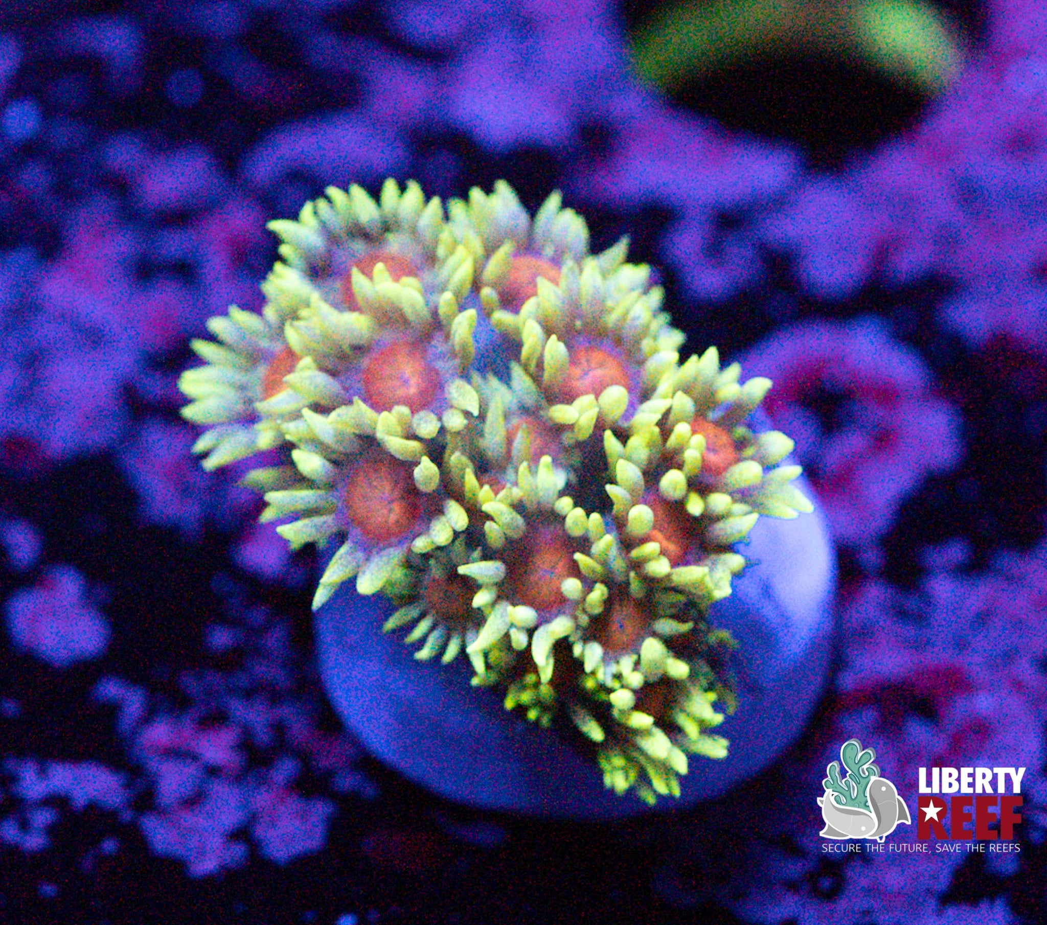 Insane Goniopora