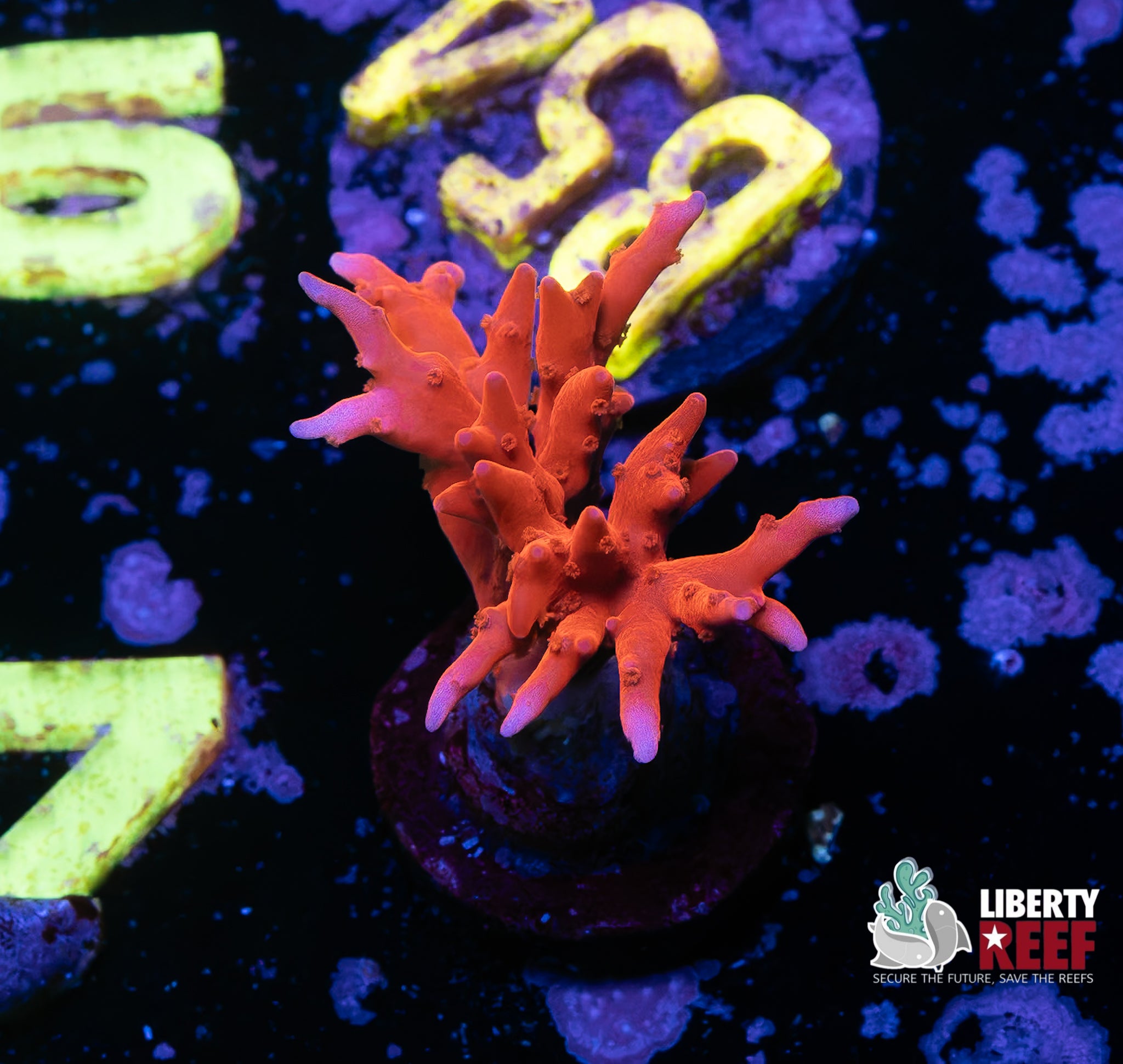 JF TNT Anacropora