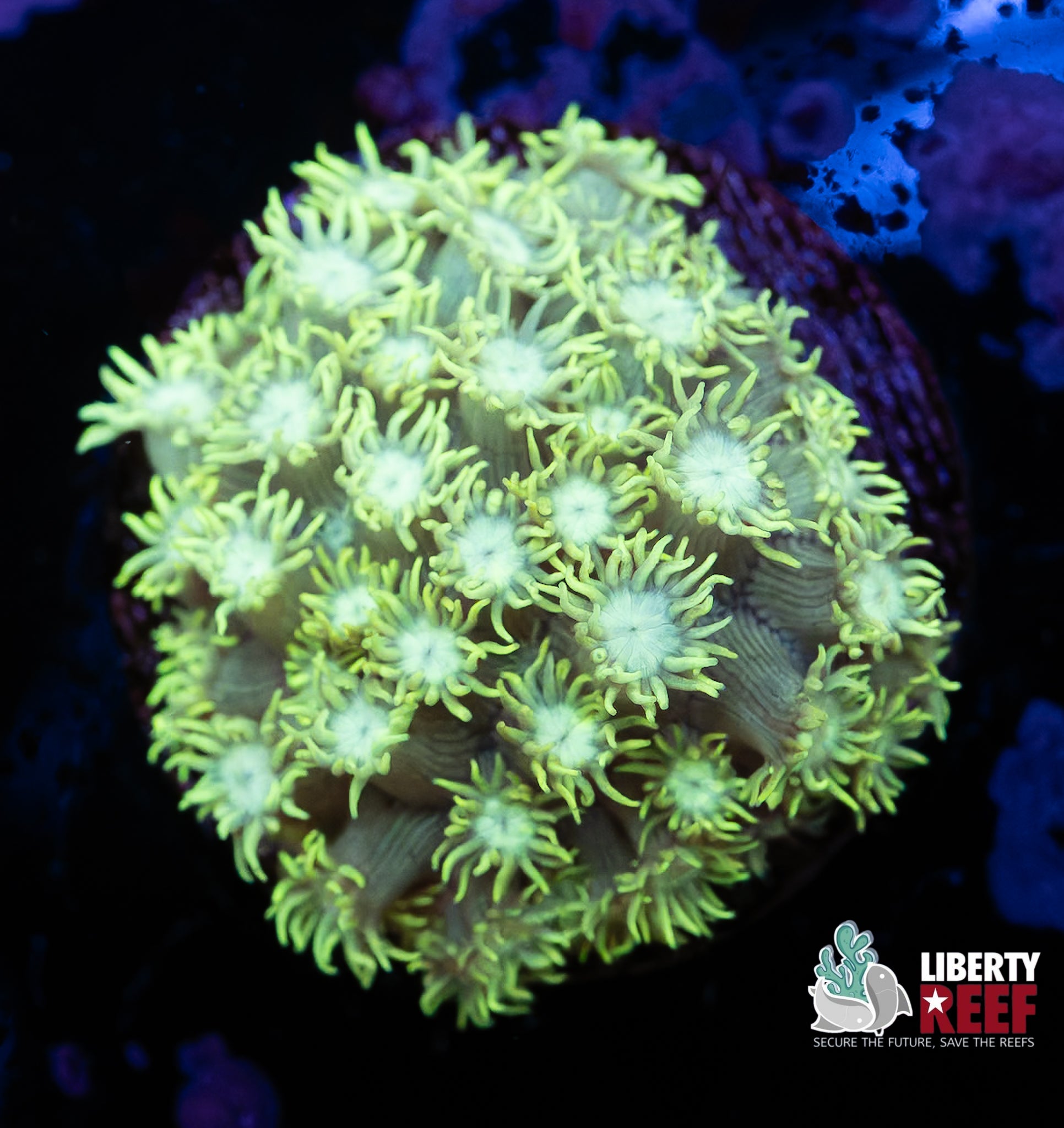 Biota Aquacultured Mystery Machine Goniopora