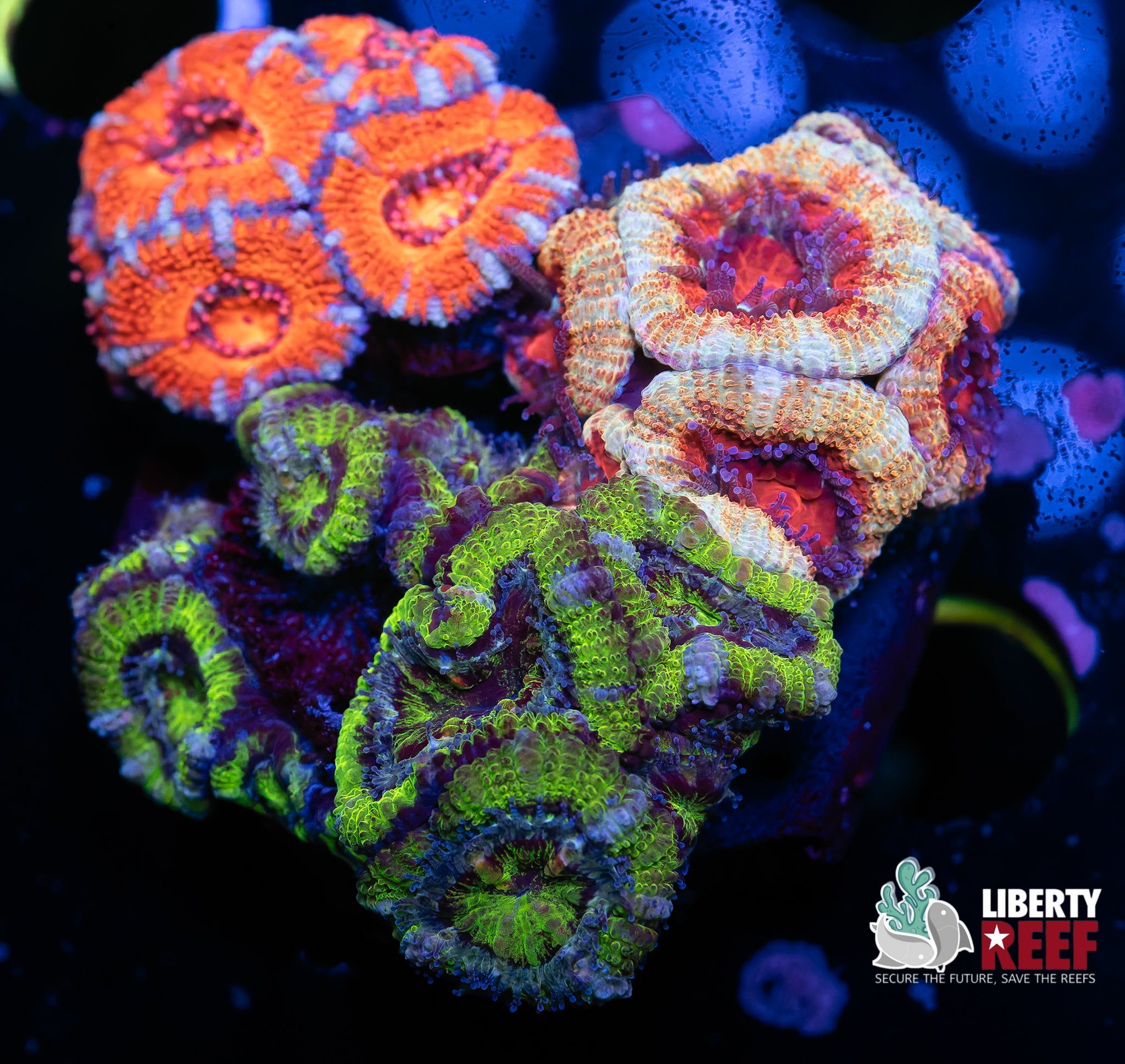 Triple Acan Garden