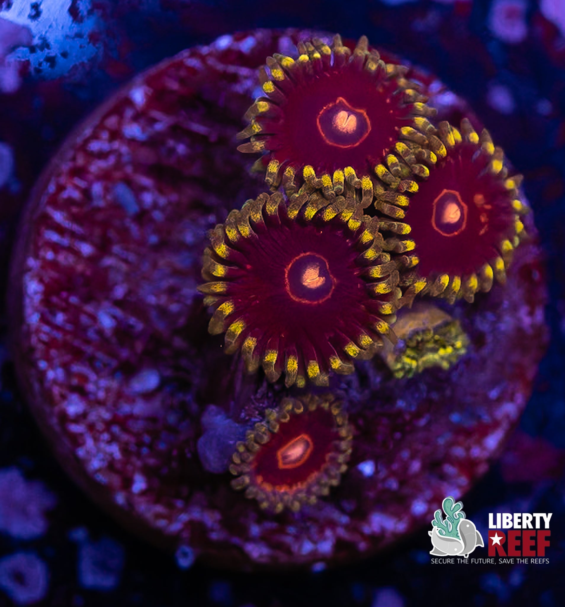 King Jawbreaker Hornet Zoas